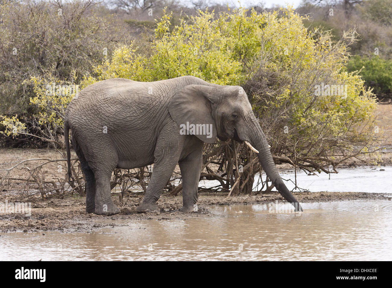 Elephant at the waterhole Stock Photo