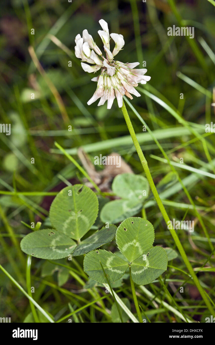 White Clover, Trifolium repens Stock Photo