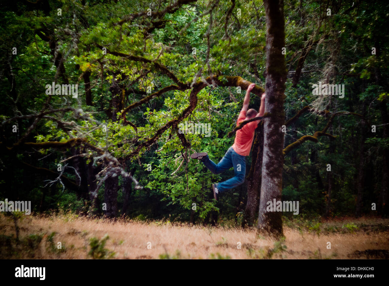 Young Man Swinging from Tree Branch Stock Photo - Alamy