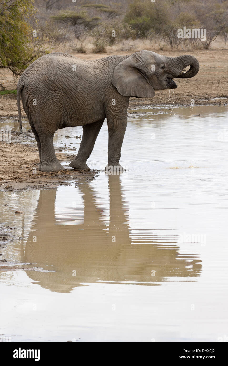 Elephant at the waterhole Stock Photo