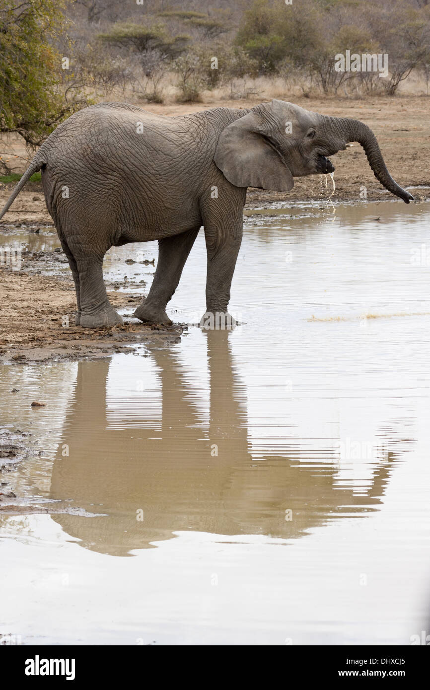Elephant at the waterhole Stock Photo