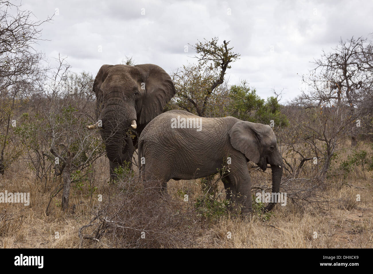 Elephants in the bush Stock Photo