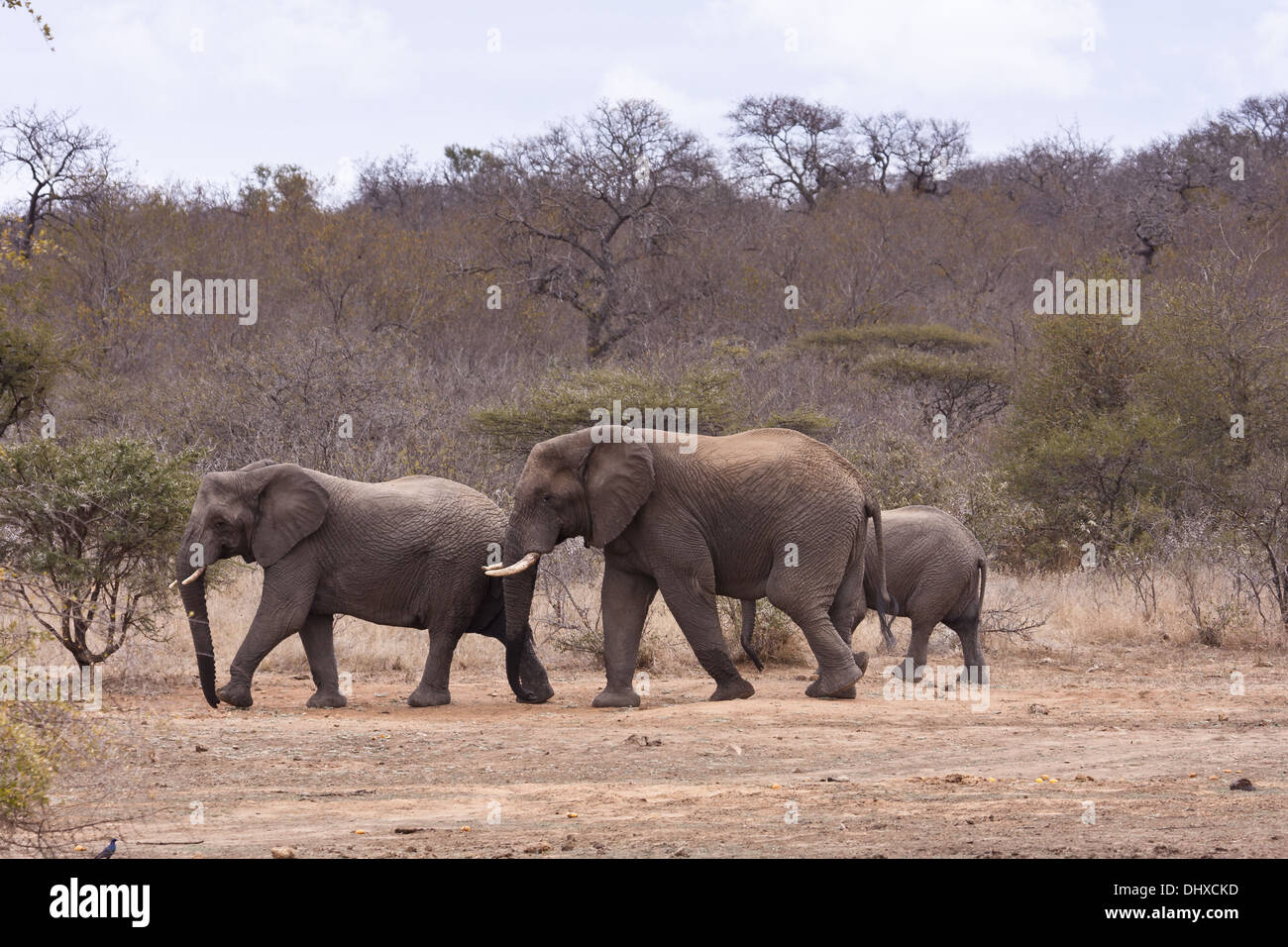Elephants in the bush Stock Photo
