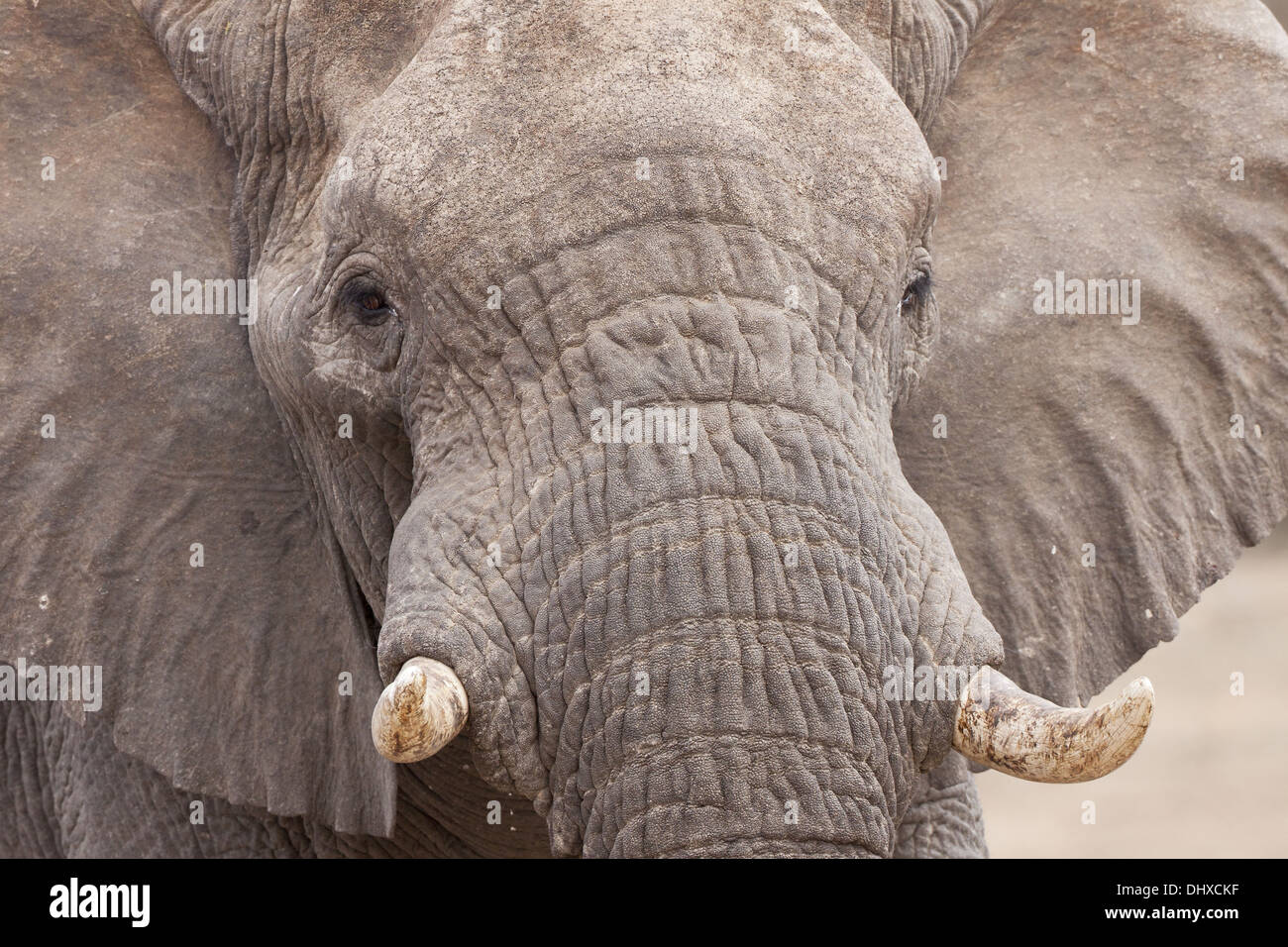 Portraet of the elephant Stock Photo