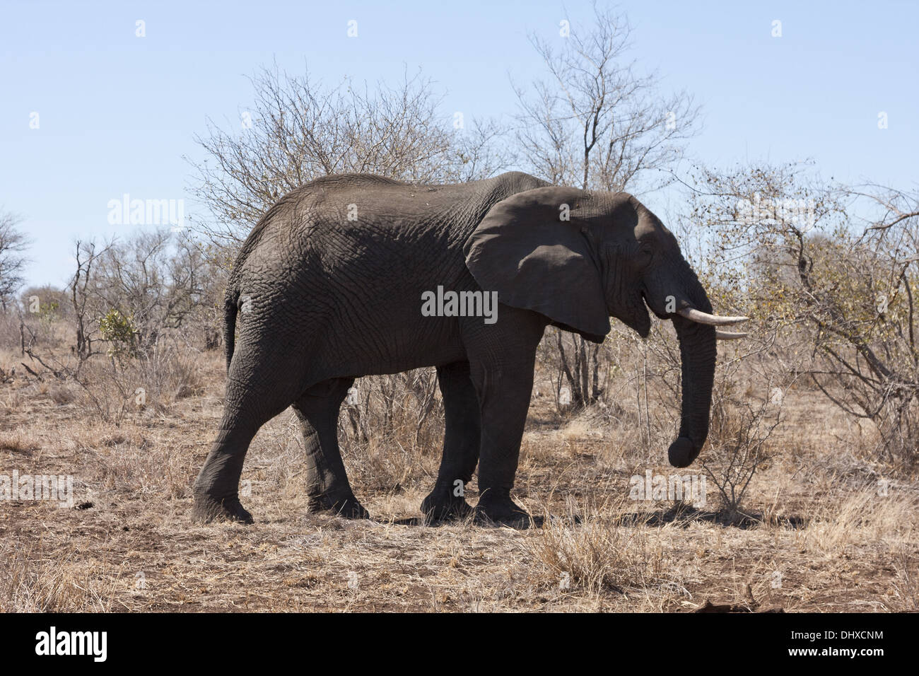 Elephant in the busch Stock Photo