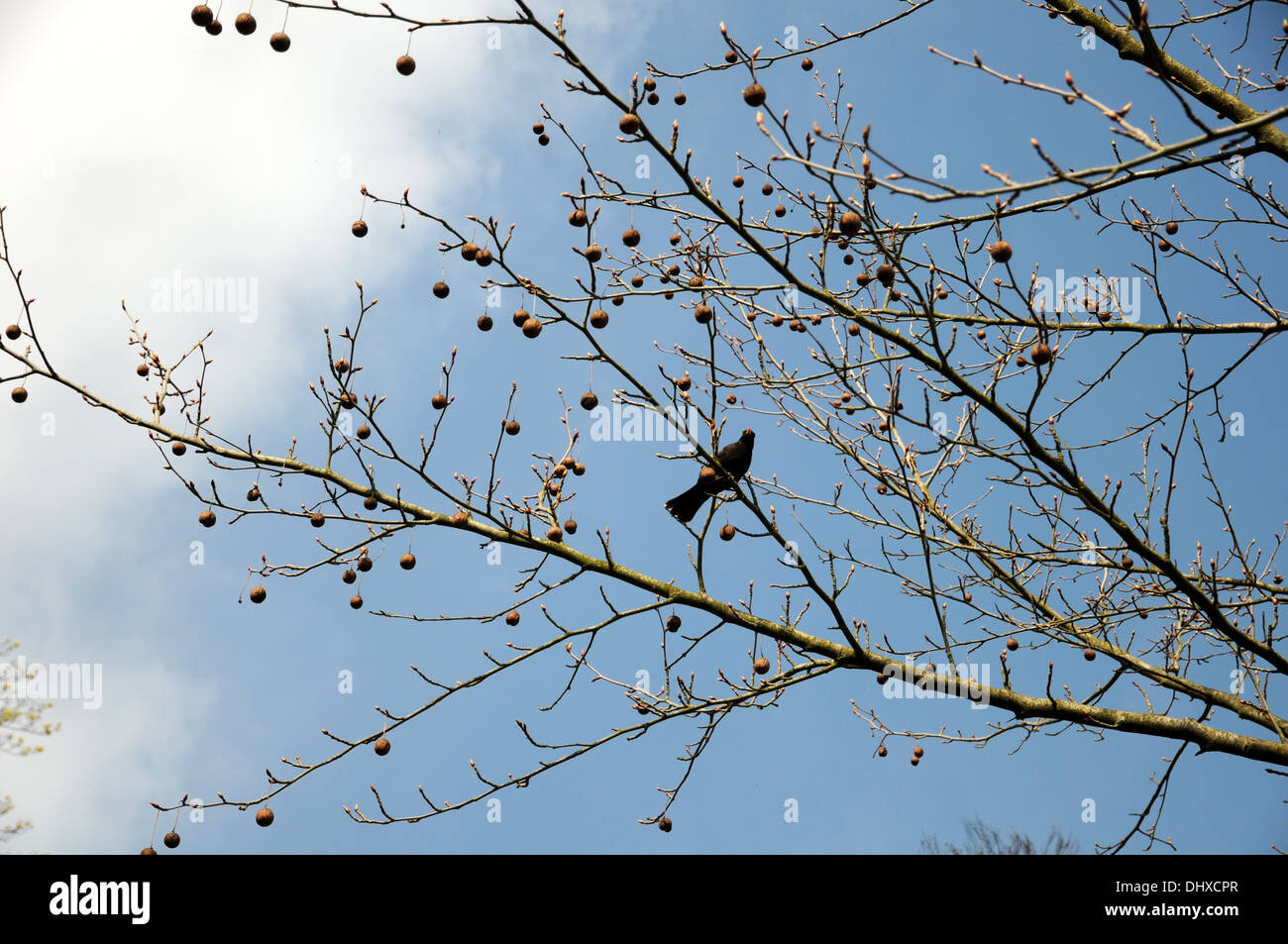 Taubenbaum hi-res stock photography and images - Alamy