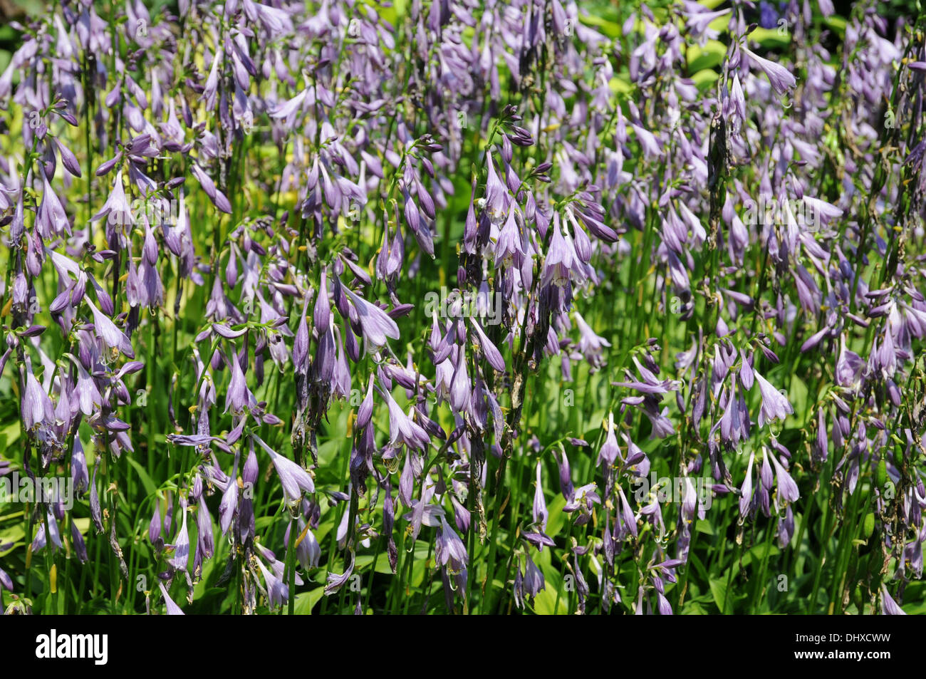 Hostas Stock Photo