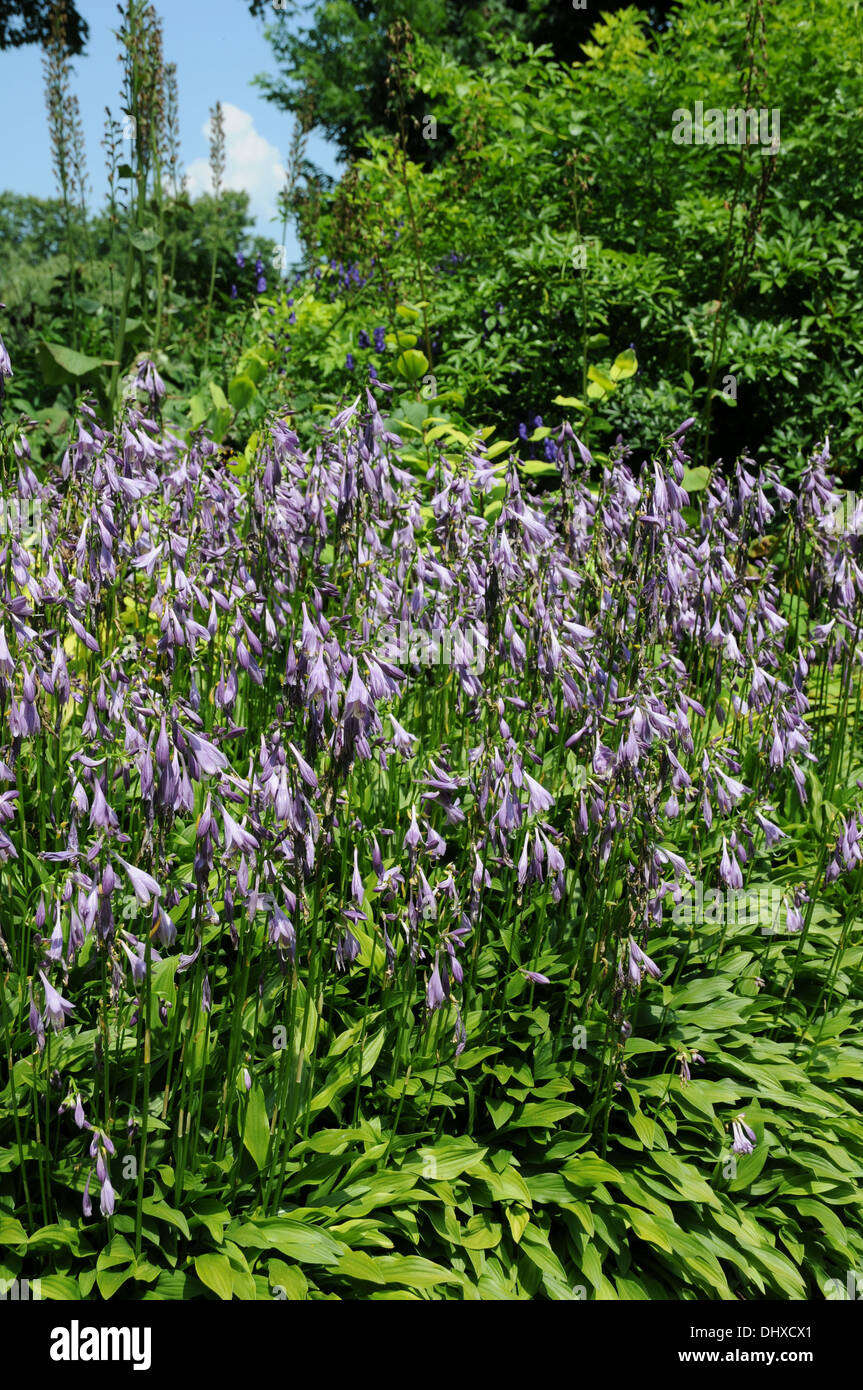 Hostas Stock Photo