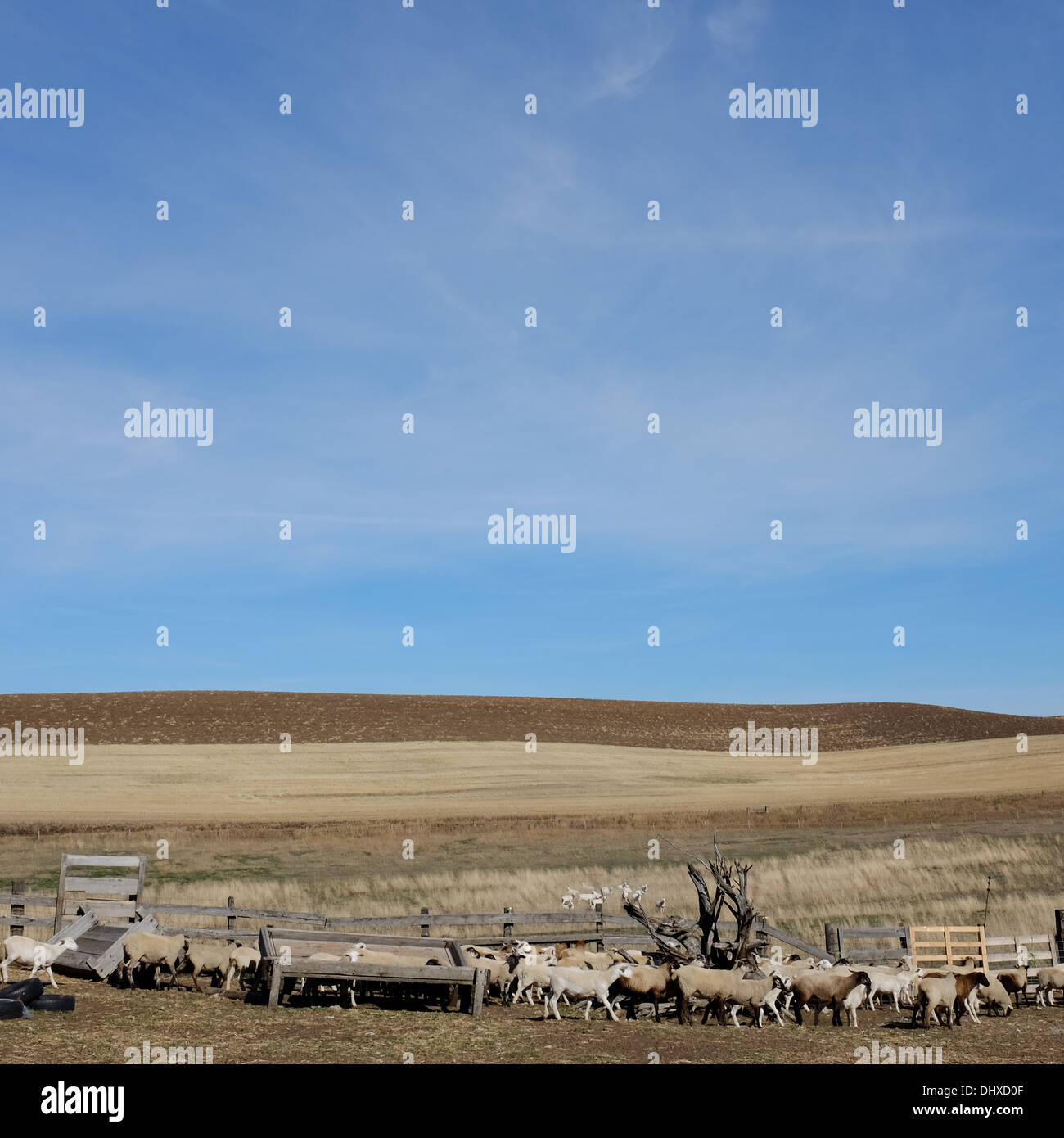Sheep in Pen with Large Field in Background Stock Photo