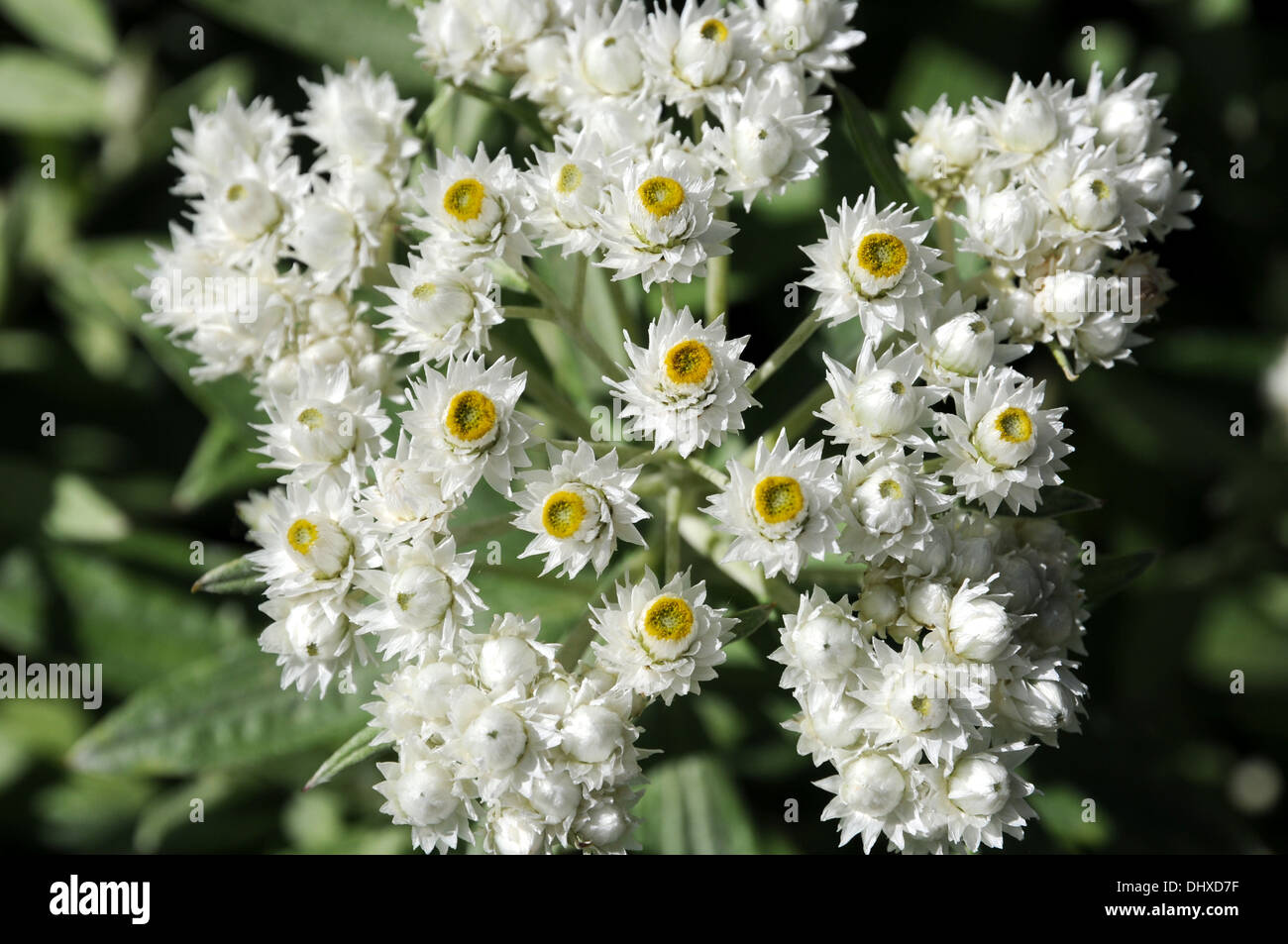Pearly everlasting Stock Photo