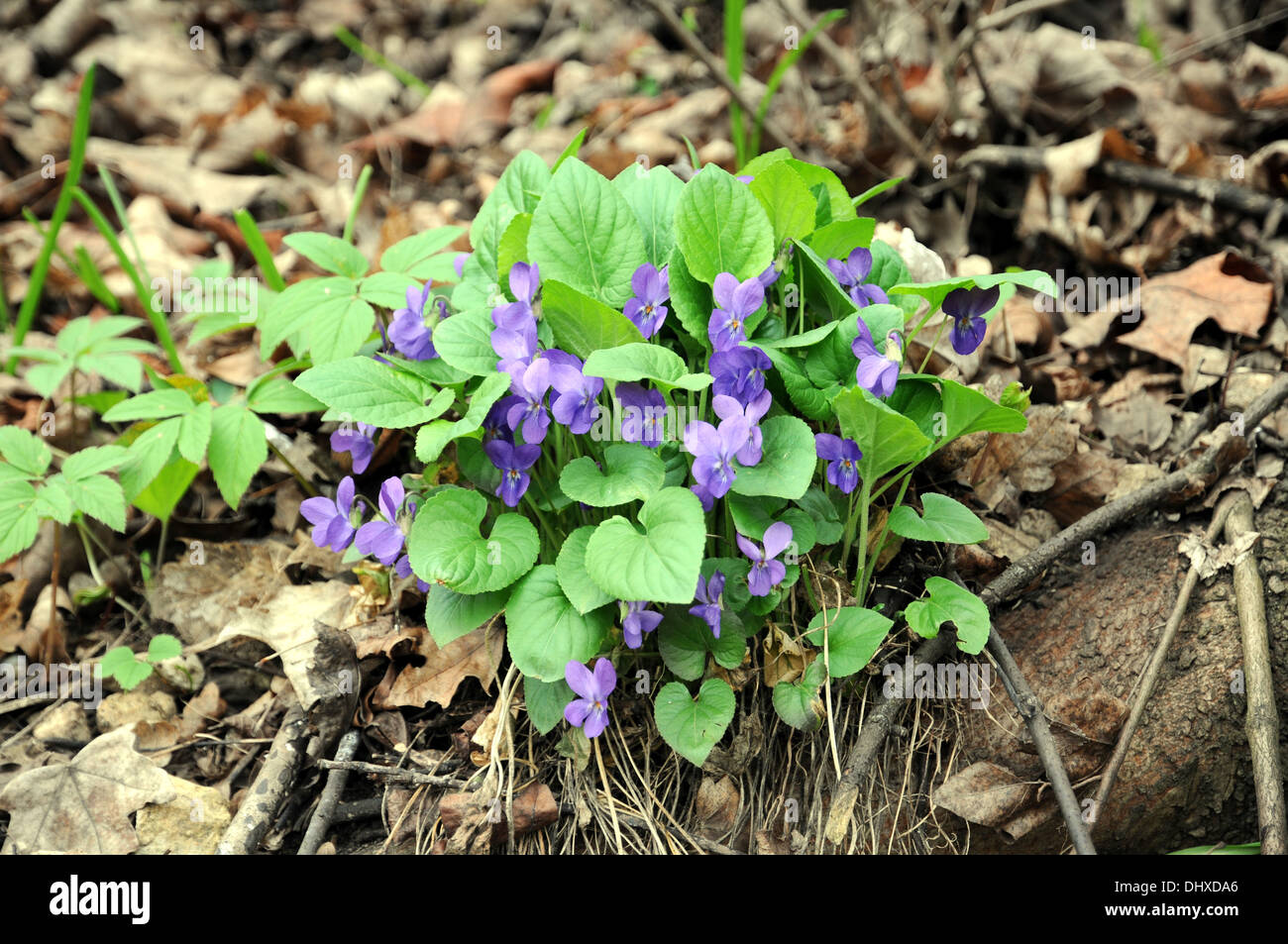 Dog-violet Stock Photo