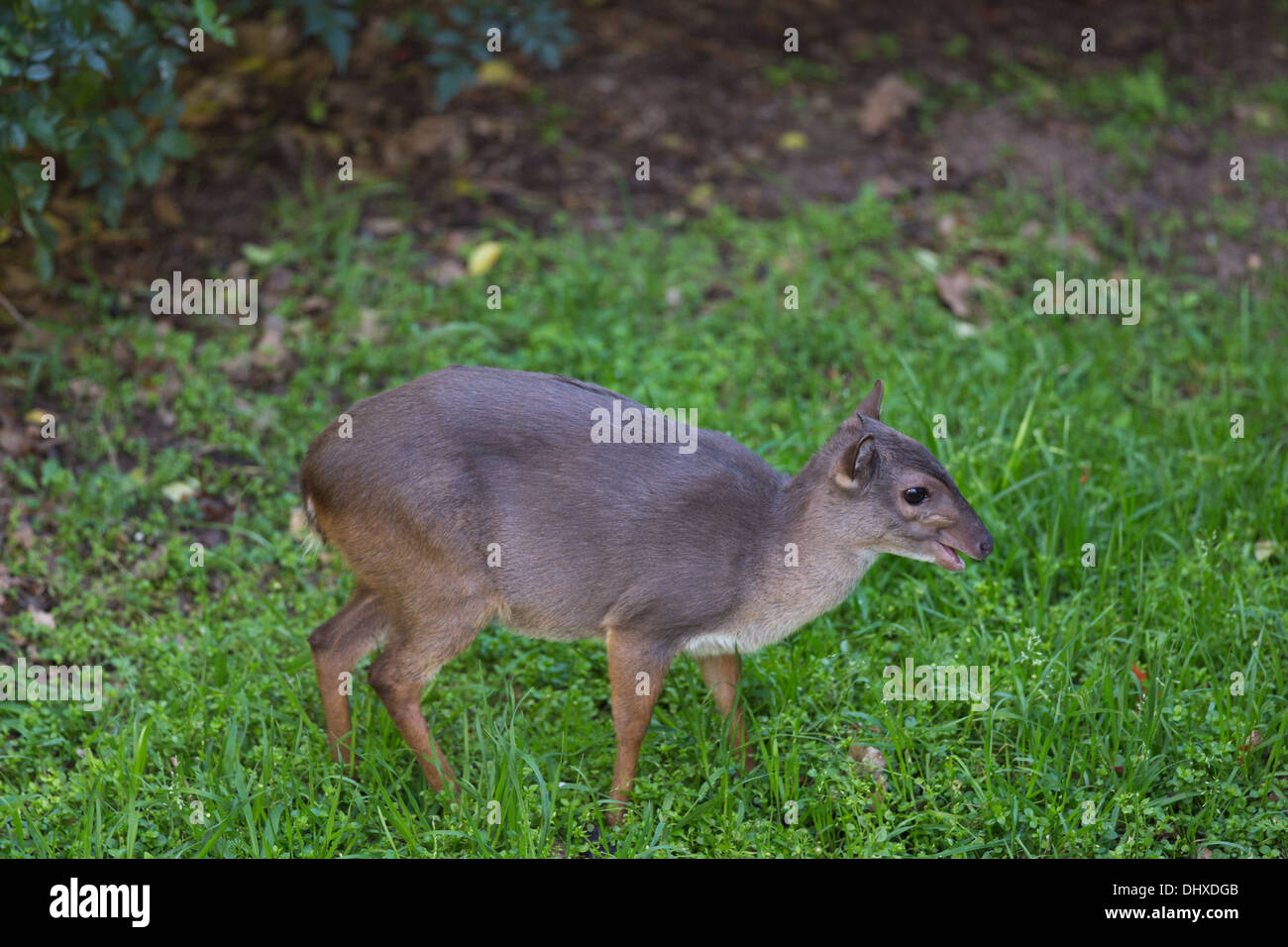 A blue duiker (cephalophus monticla) in Jeffreys Bay, Eastern Cape, South Africa. Stock Photo