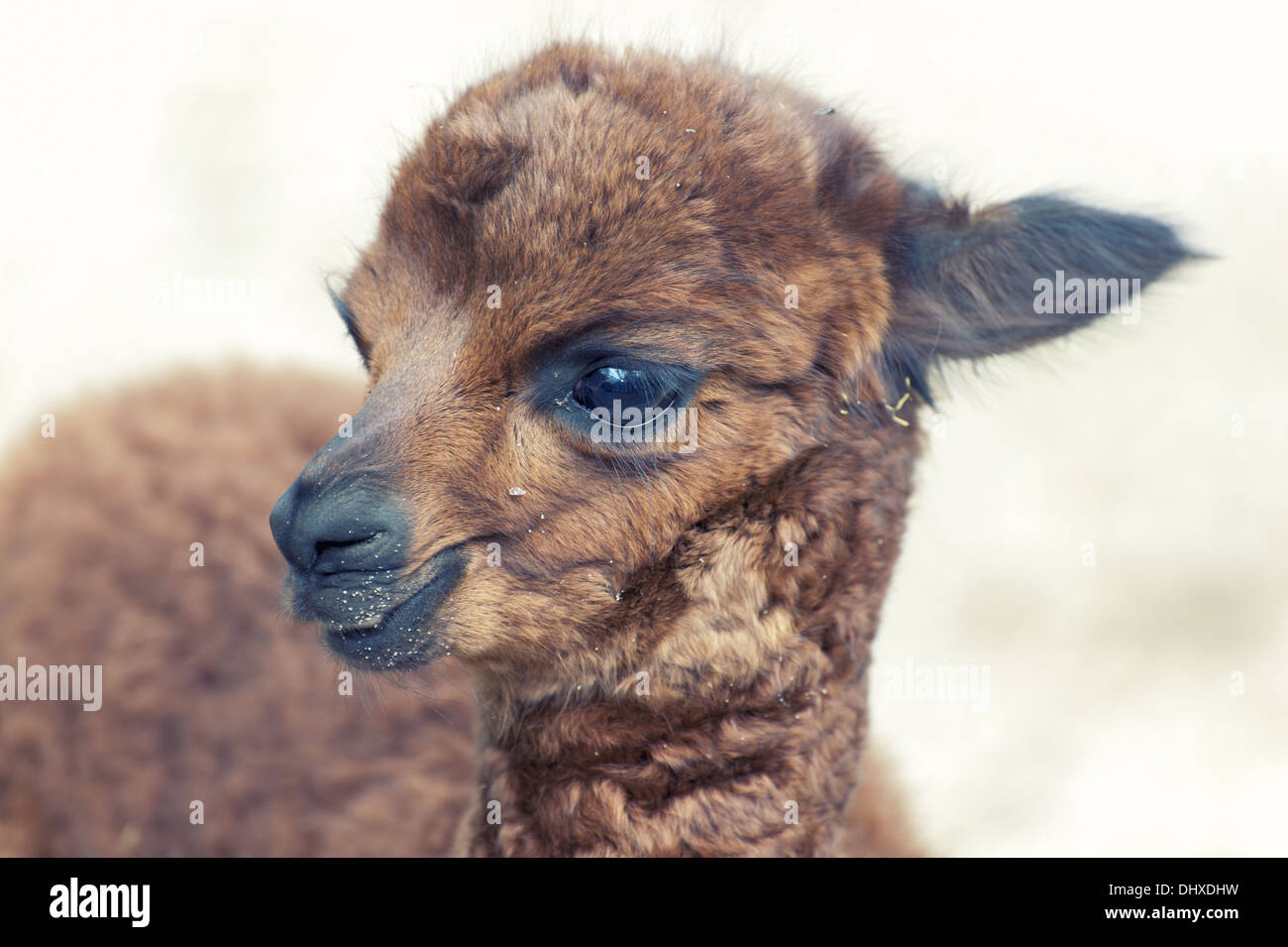 young alpaca Stock Photo