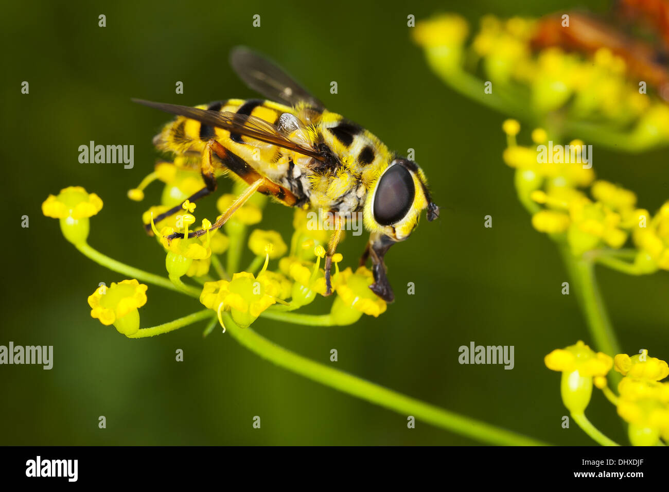 Myathropa florea, Hover Fly Stock Photo