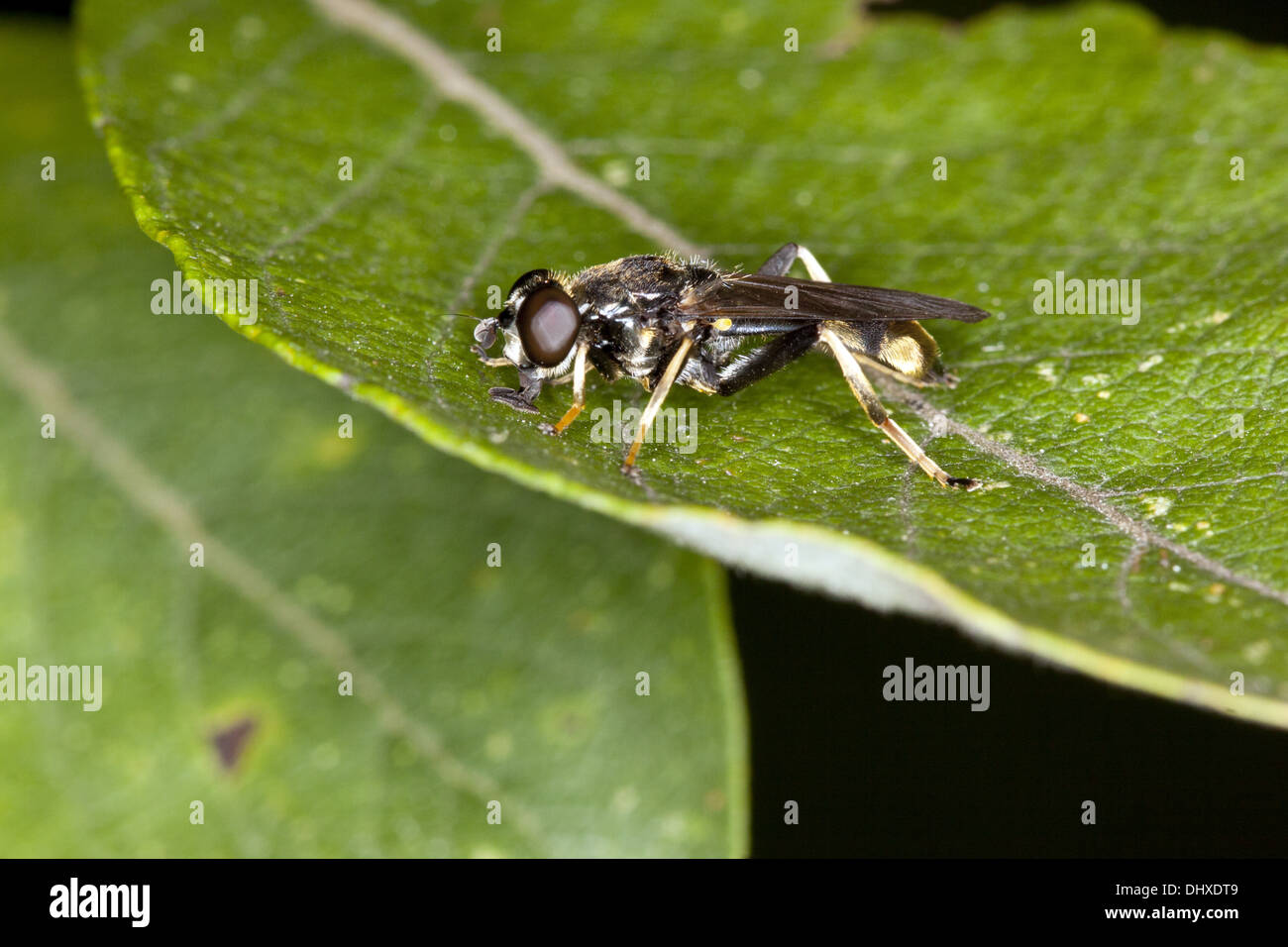 Xylota sylvarum, Hover Fly Stock Photo