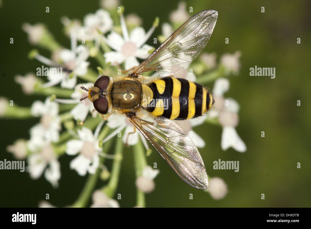 Syrphus ribesii, Hover Fly Stock Photo