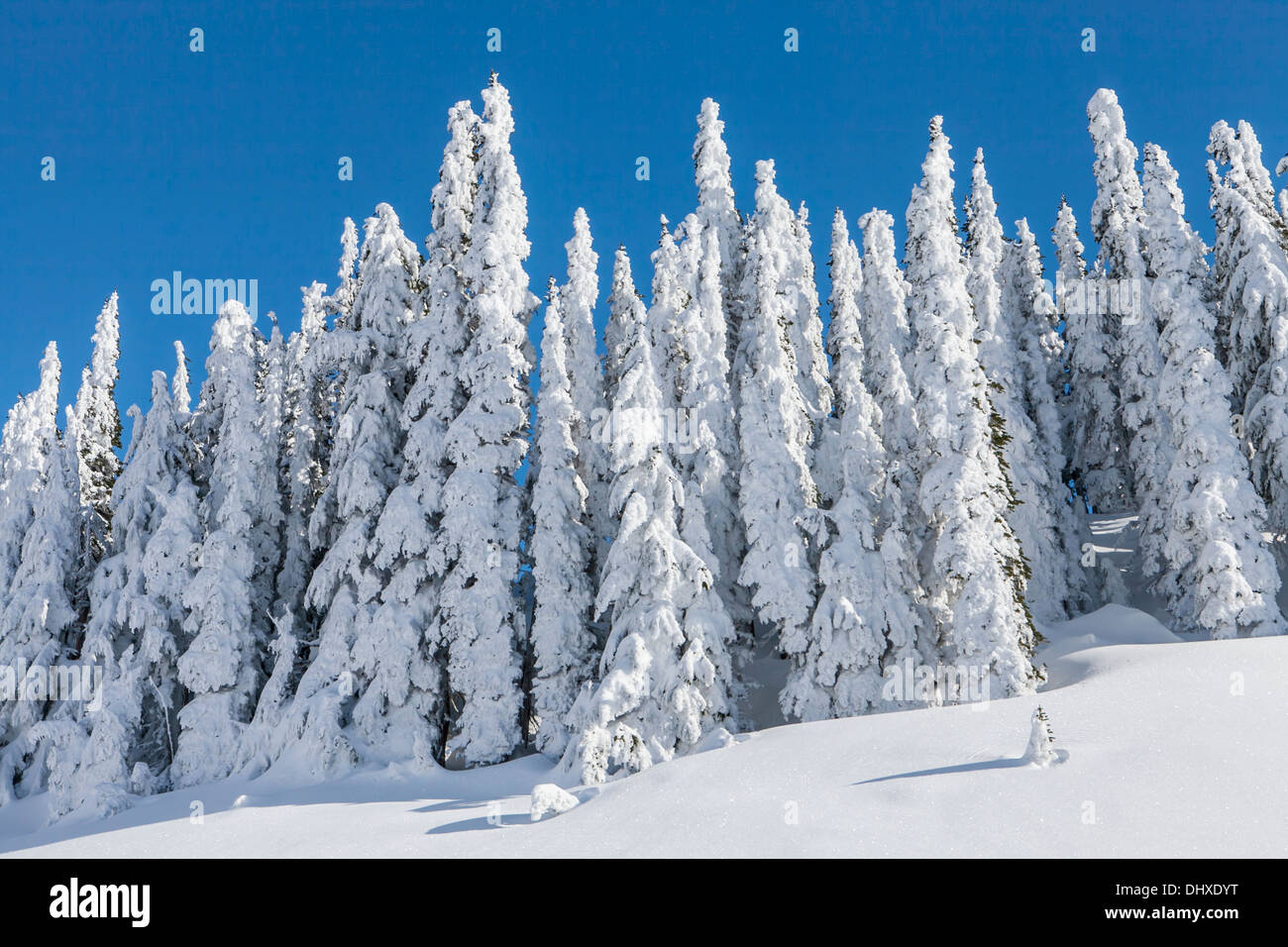 Snow-covered trees on Mazama Ridge above Paradise, Mount Rainier National Park, Washington. Stock Photo