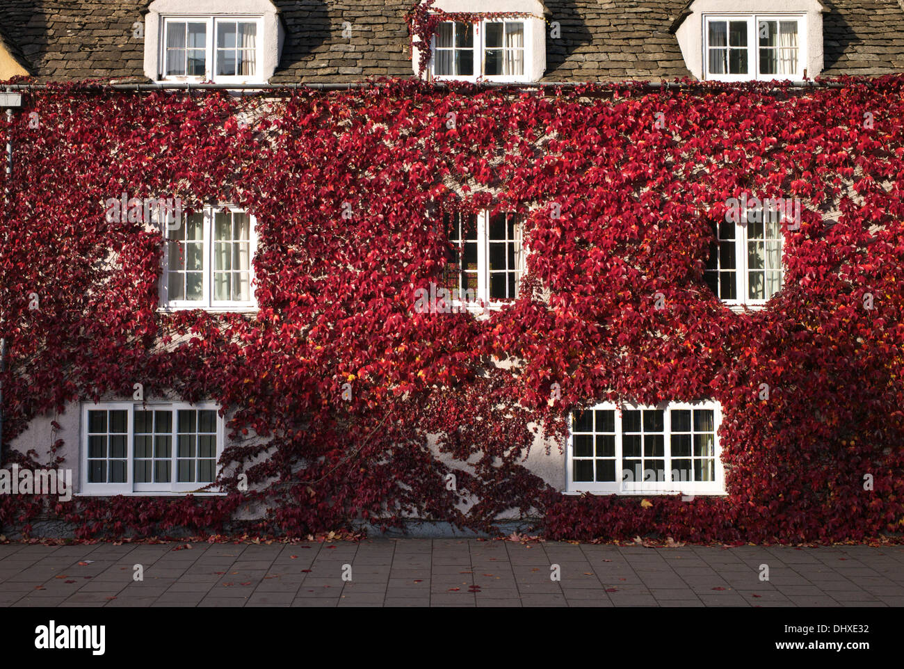 Friday 15th November 2013, Oxford Oxfordshire, UK. Building covered with crimson red autumnal leaves. Stock Photo