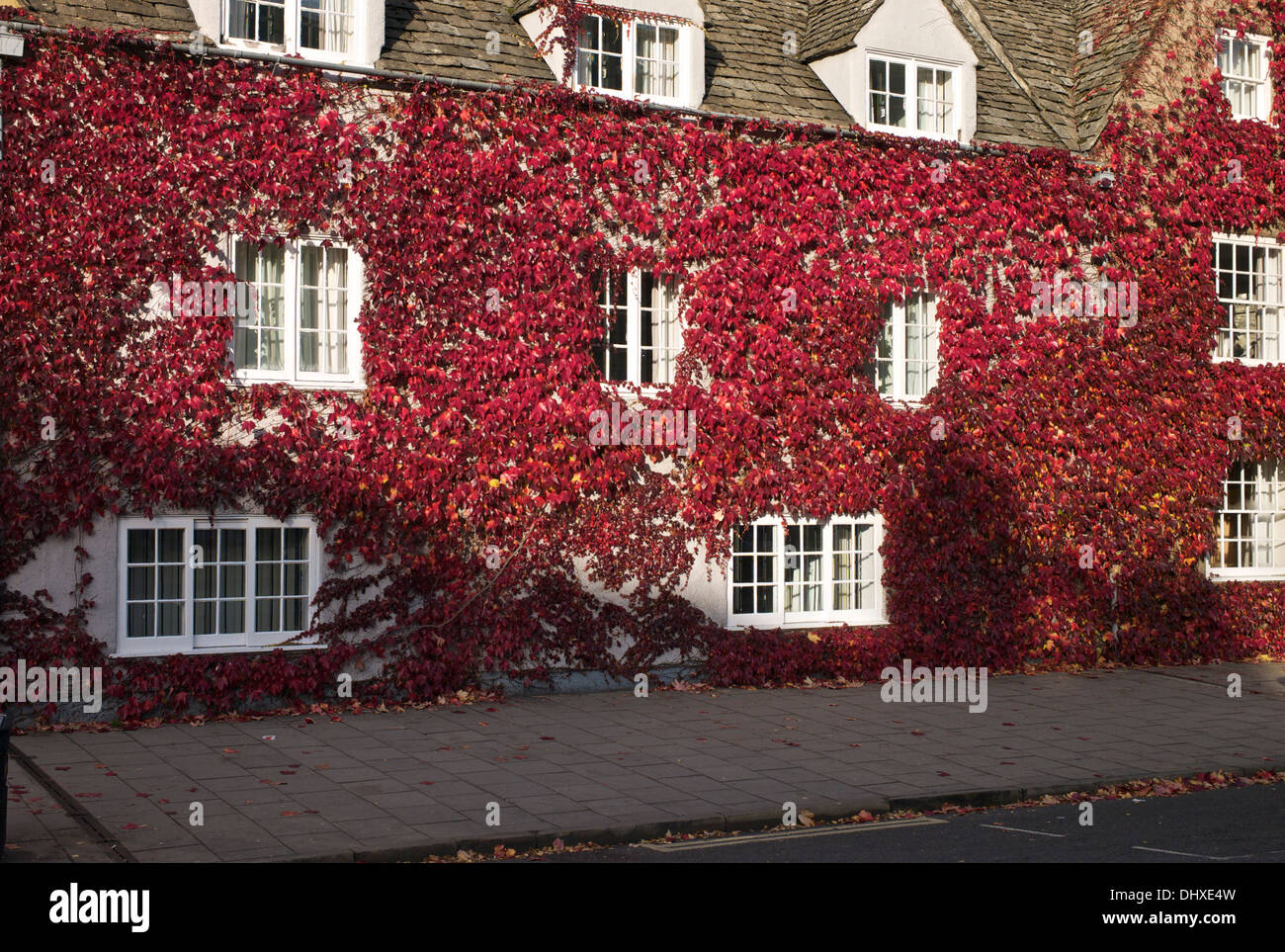 Friday 15th November 2013, Oxford Oxfordshire, UK. Building covered with crimson red autumnal leaves. Stock Photo