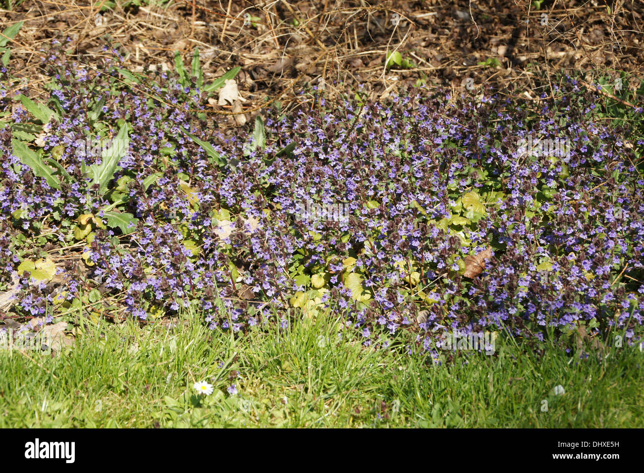 Creeping charlie hi res stock photography and images Alamy