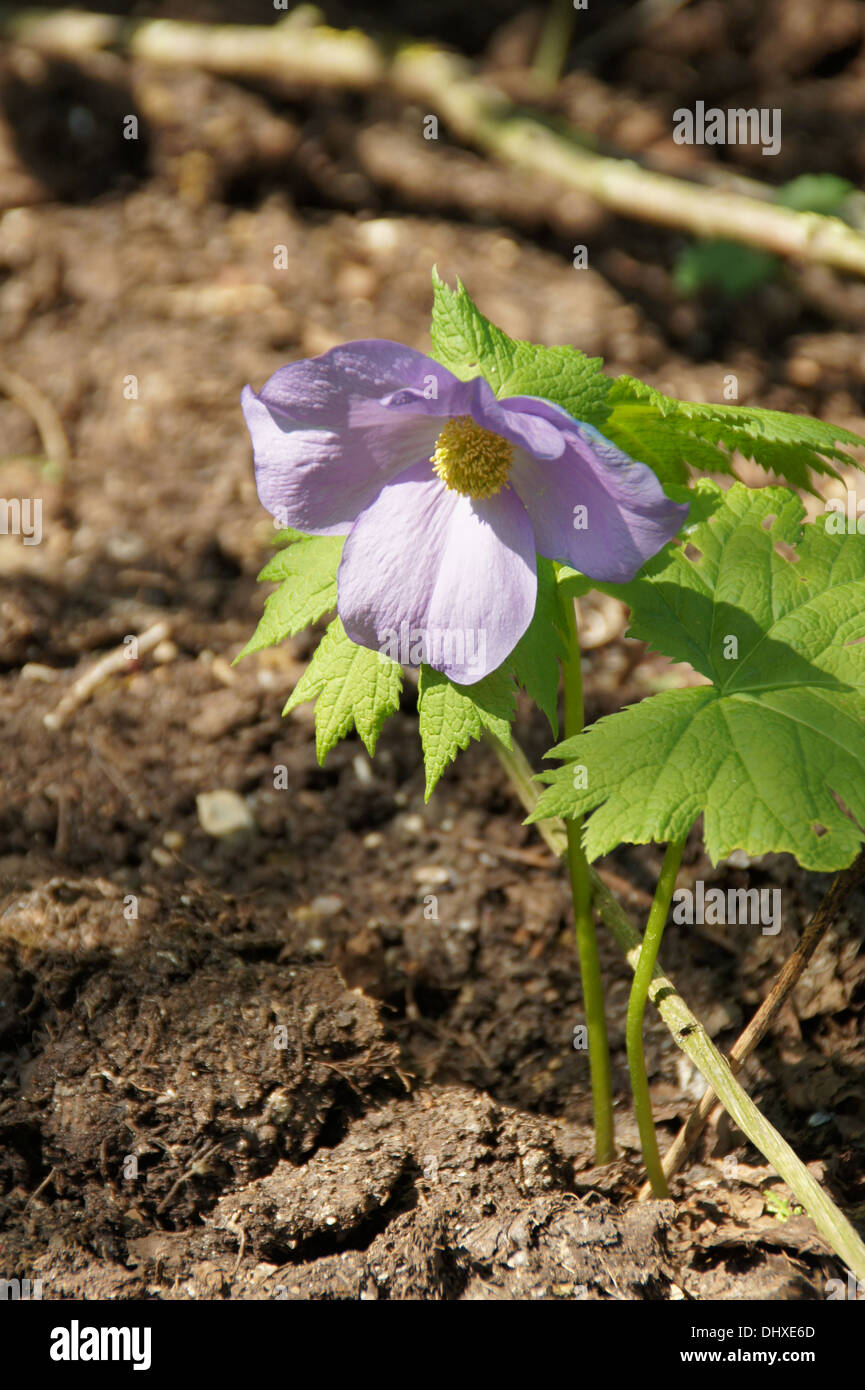 Japanese wood poppy Stock Photo Alamy
