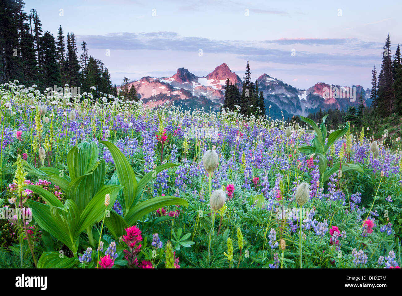 The Tatoosh Range above flower Meadows on Mazama Ridge, Mount Rainier National Park, Cascade Range, Washington, USA. Stock Photo