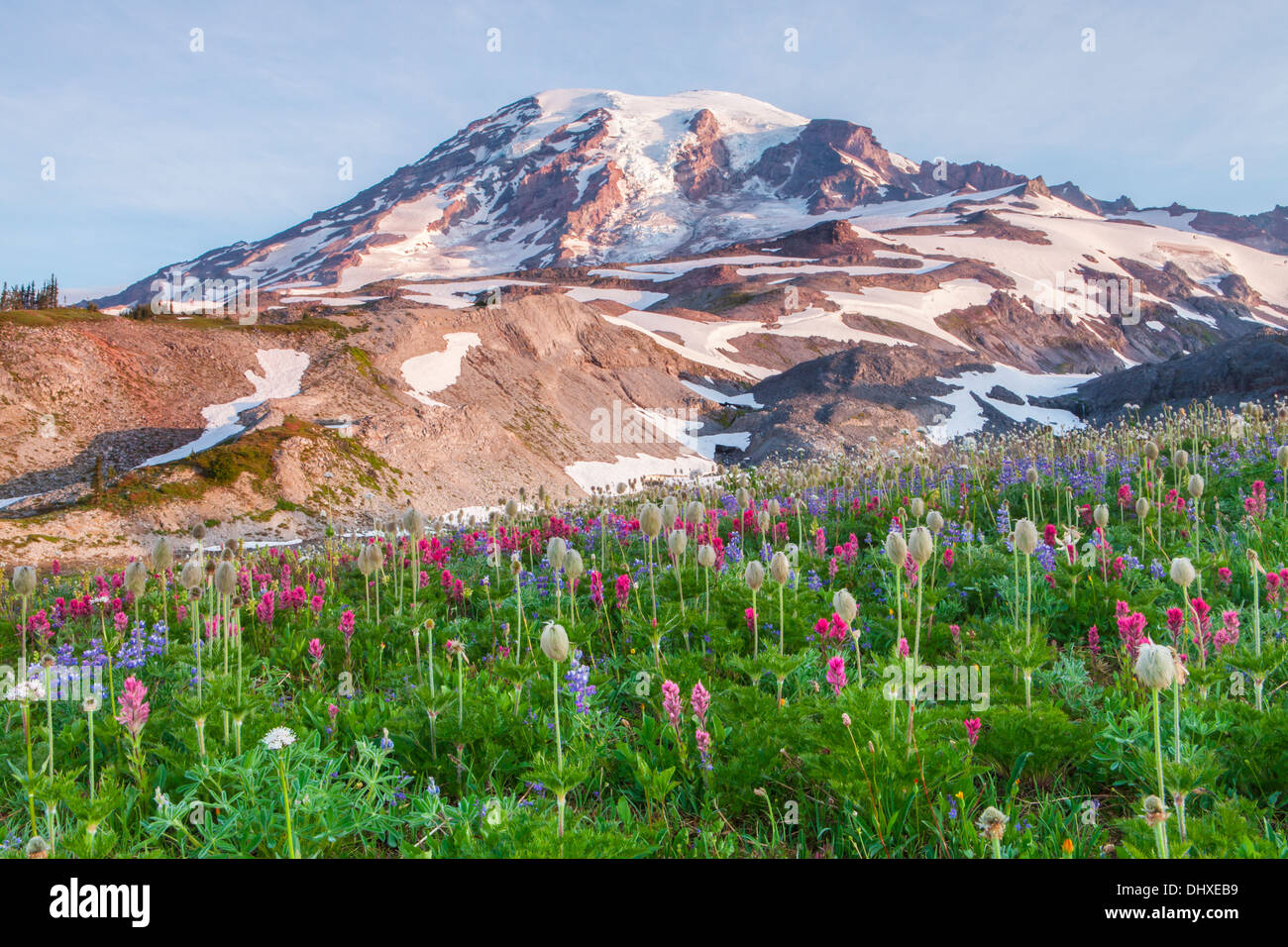 Mount Rainier above flower meadows on Mazama Ridge, Mount Rainier National Park, Cascade Range, Washington, USA. Stock Photo