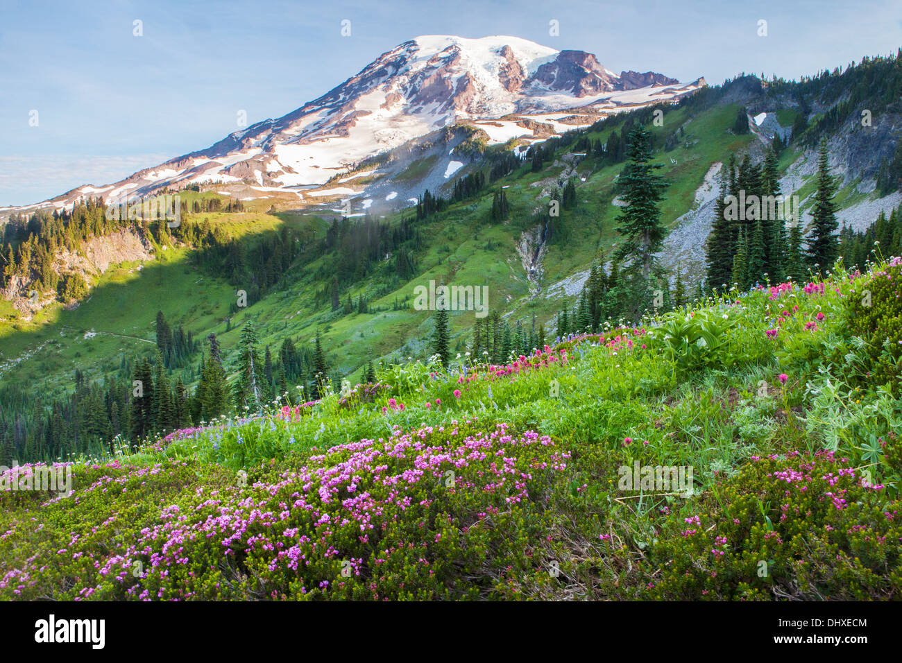 Mount Rainier above pink heather and a tarn along the Naches Peak Trail in Mount Rainier