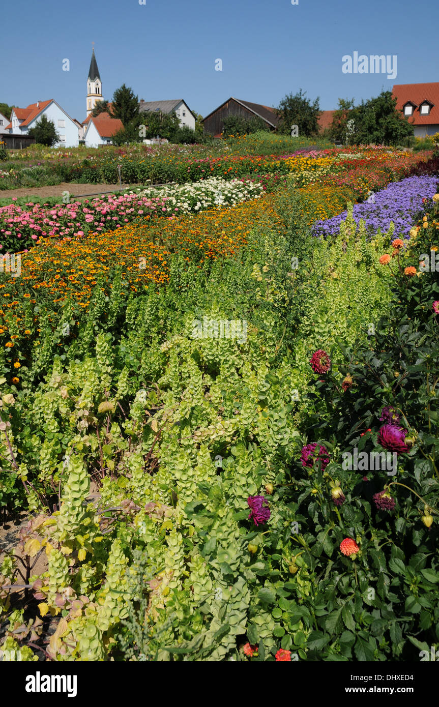Shell flowers hi-res stock photography and images - Alamy