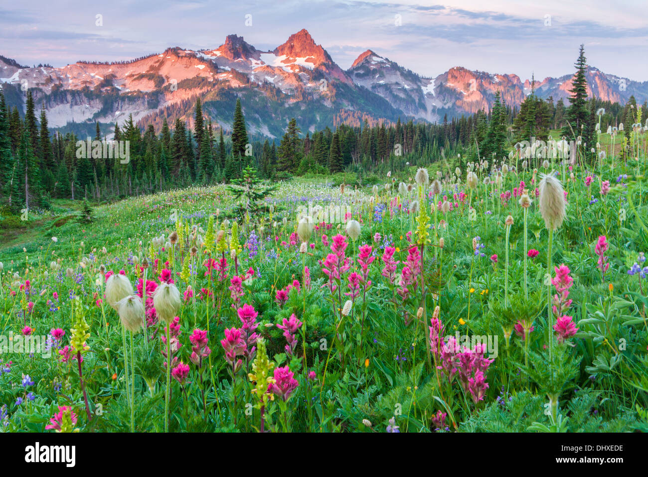 The Tatoosh Range above flower Meadows on Mazama Ridge, Mount Rainier National Park, Cascade Range, Washington, USA. Stock Photo