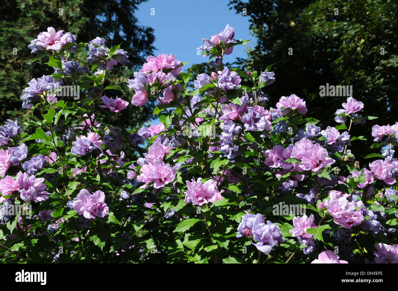 Shrub althea Stock Photo