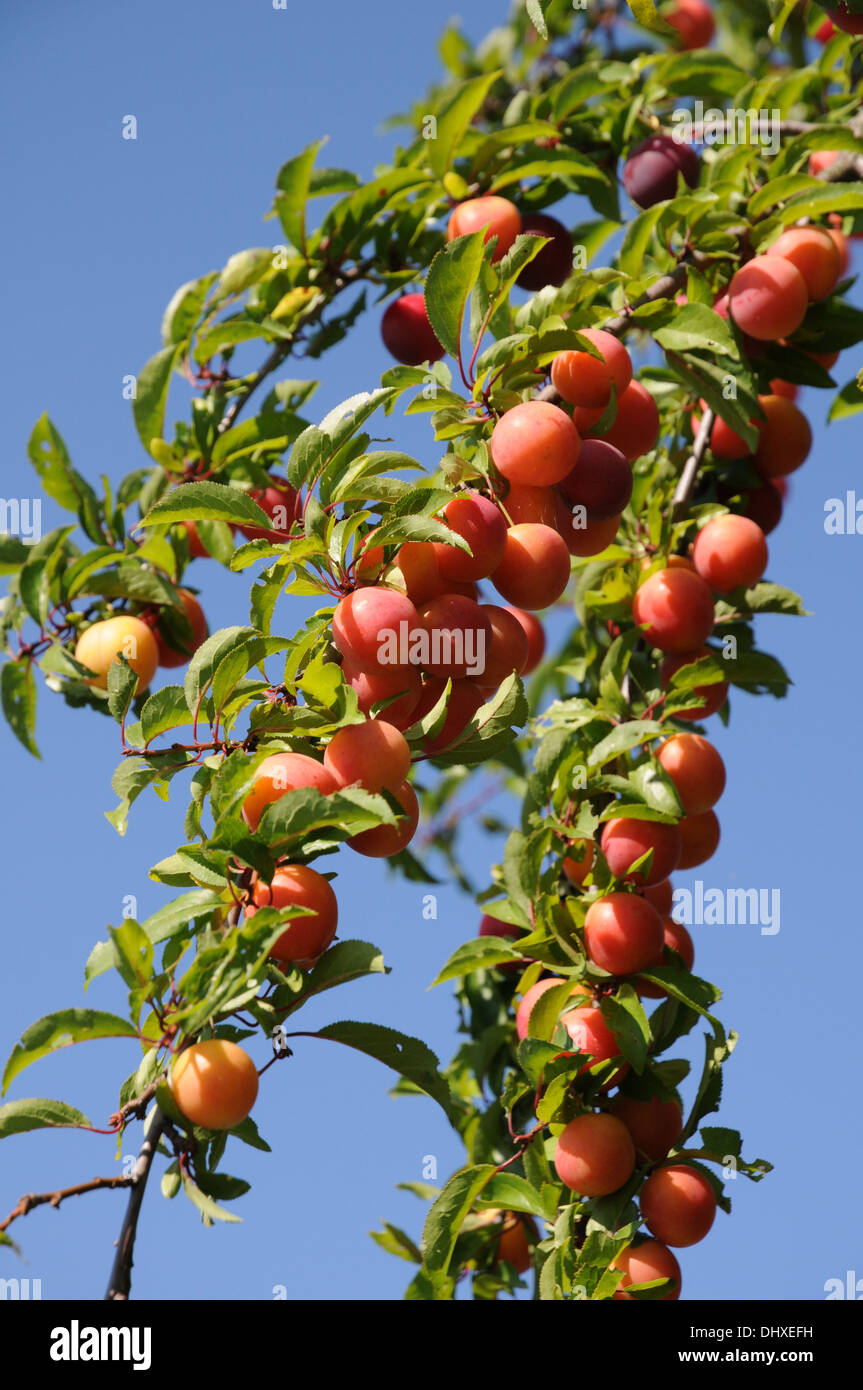 Wild cherry plums hires stock photography and images Alamy