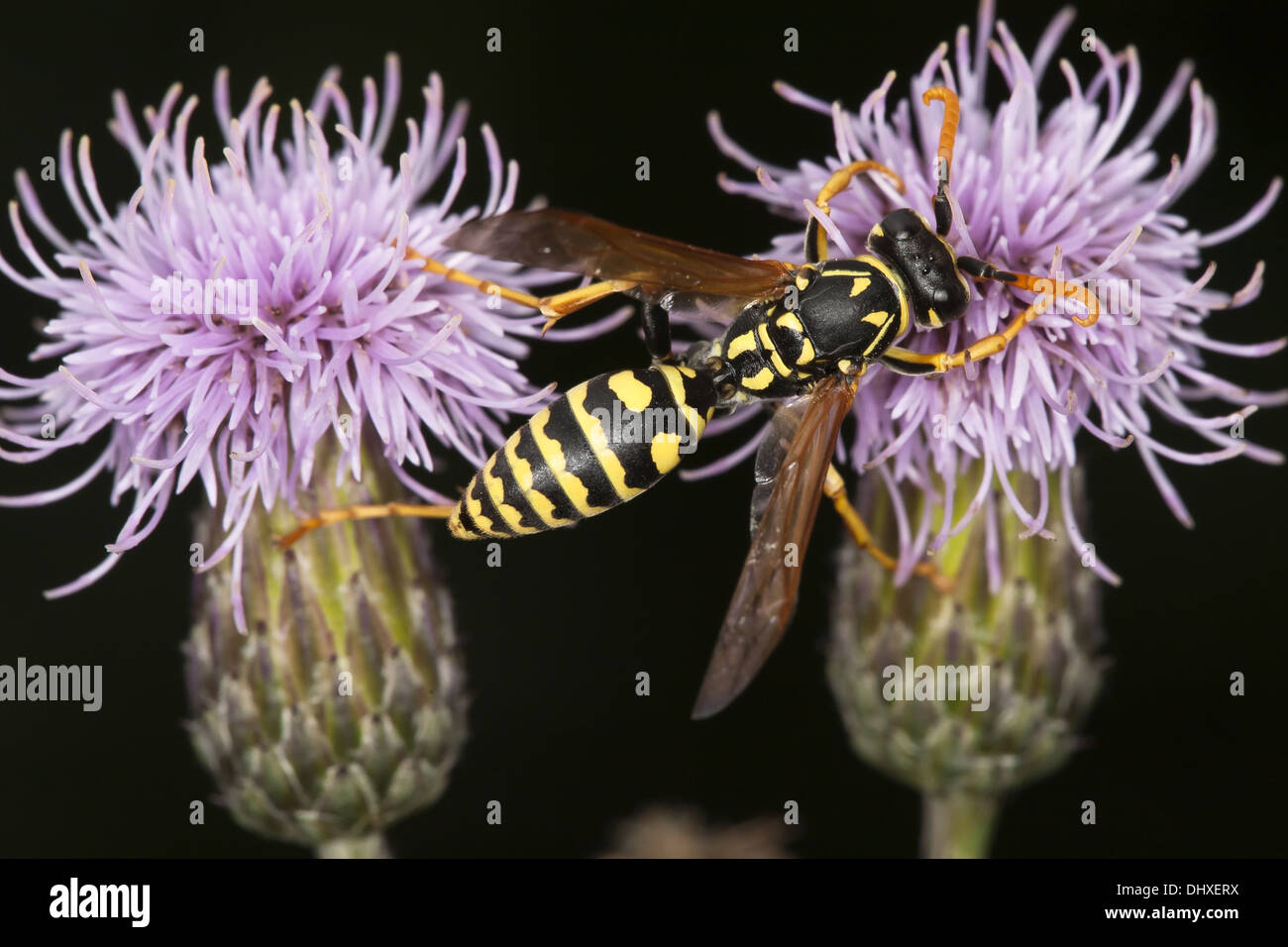 European Paper Wasp, Polistes dominula Stock Photo