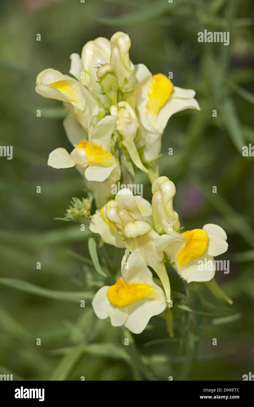 Linaria vulgaris, Butterandeggs Stock Photo Alamy