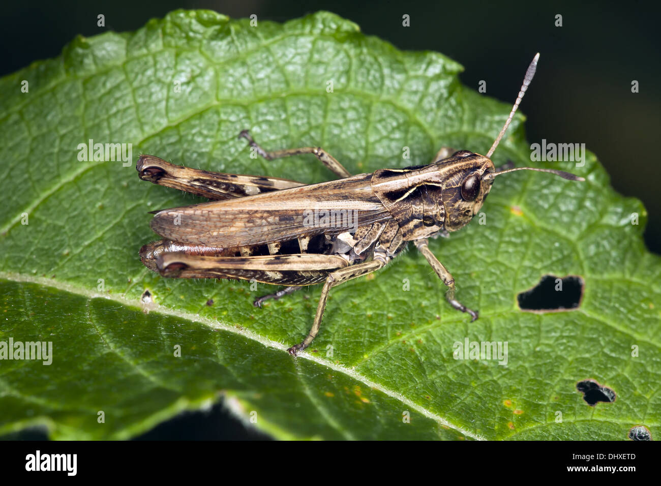 Rufous Grasshopper, Gomphocerus rufus Stock Photo