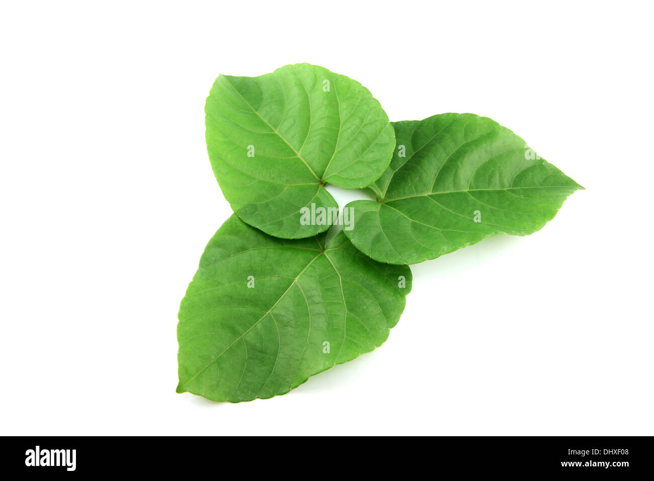 Green leaves shaped like heart on white background Stock Photo - Alamy
