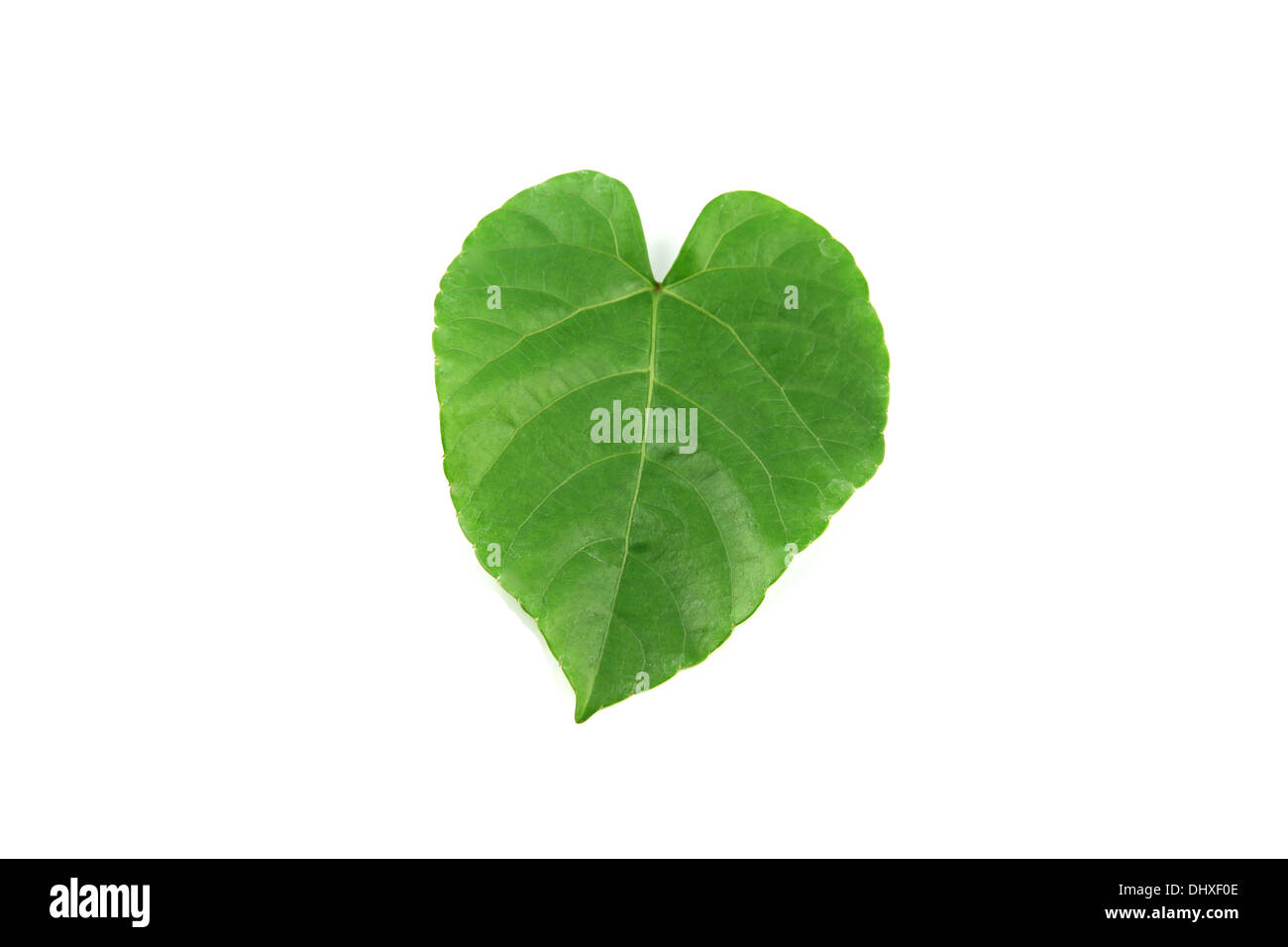Green leaves shaped like heart on white background Stock Photo - Alamy
