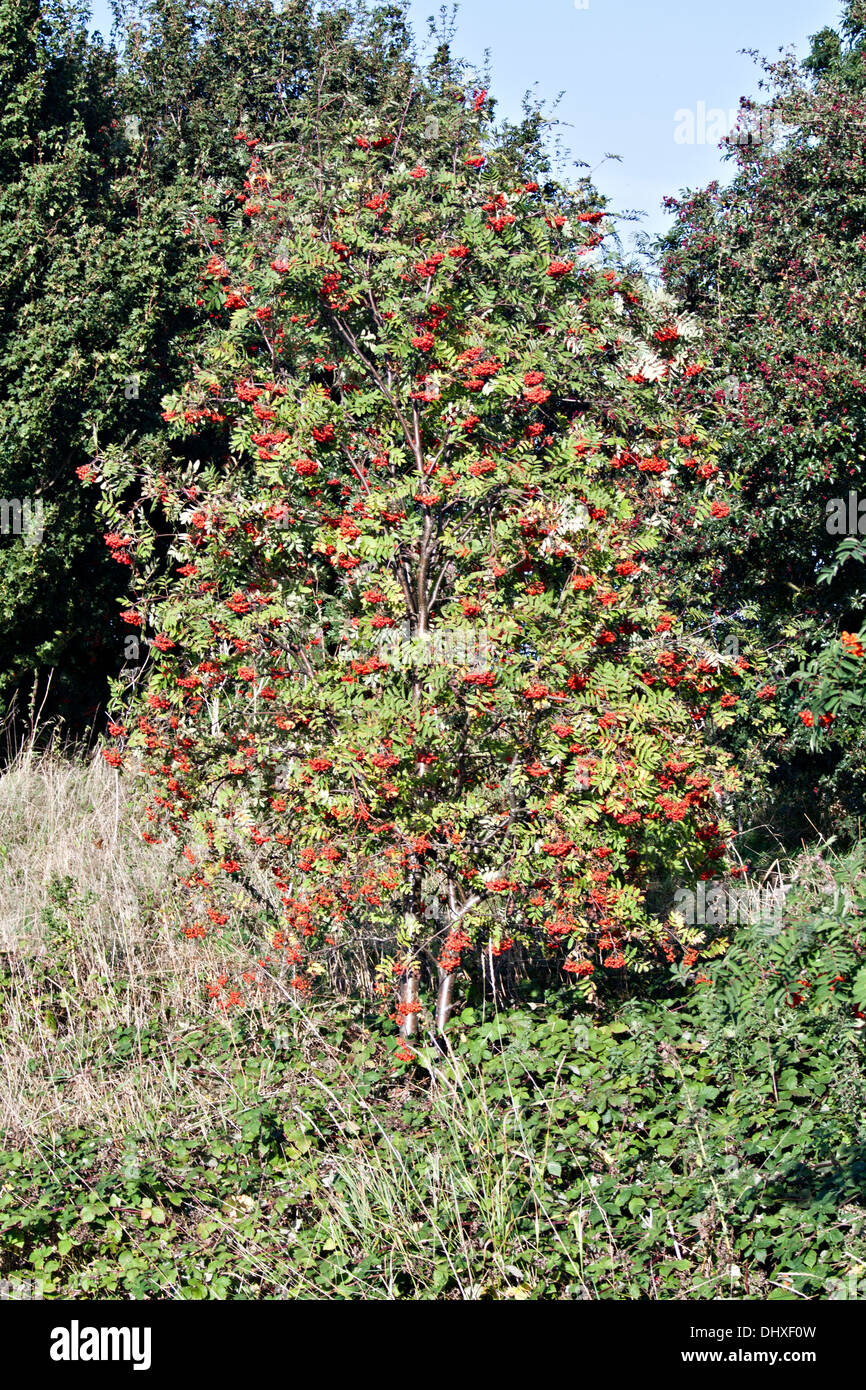 rowan tree (Sorbus aucuparia Stock Photo - Alamy