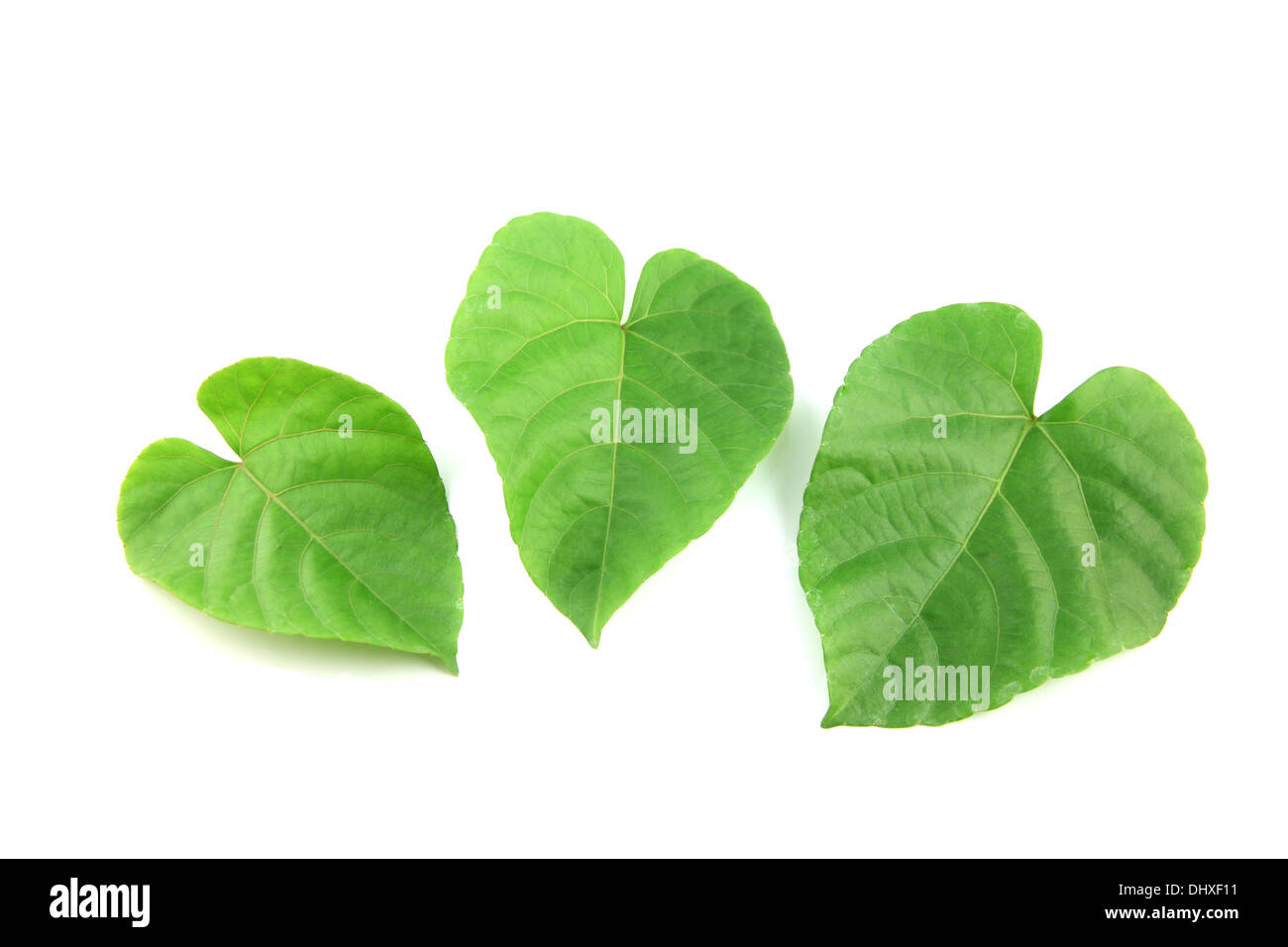 Green leaves shaped like heart on white background Stock Photo - Alamy