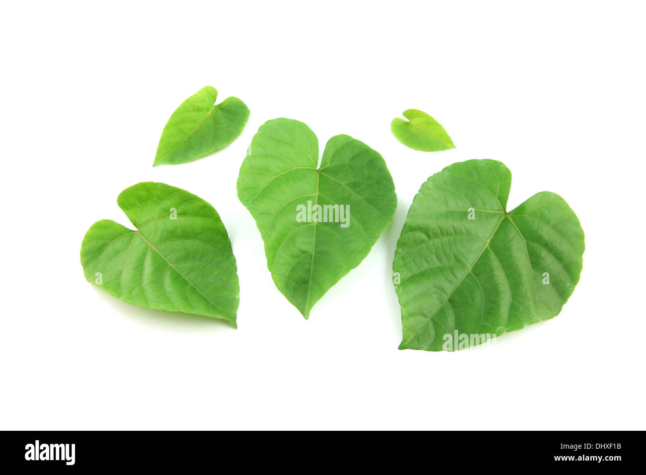 Green leaves shaped like heart on white background Stock Photo - Alamy