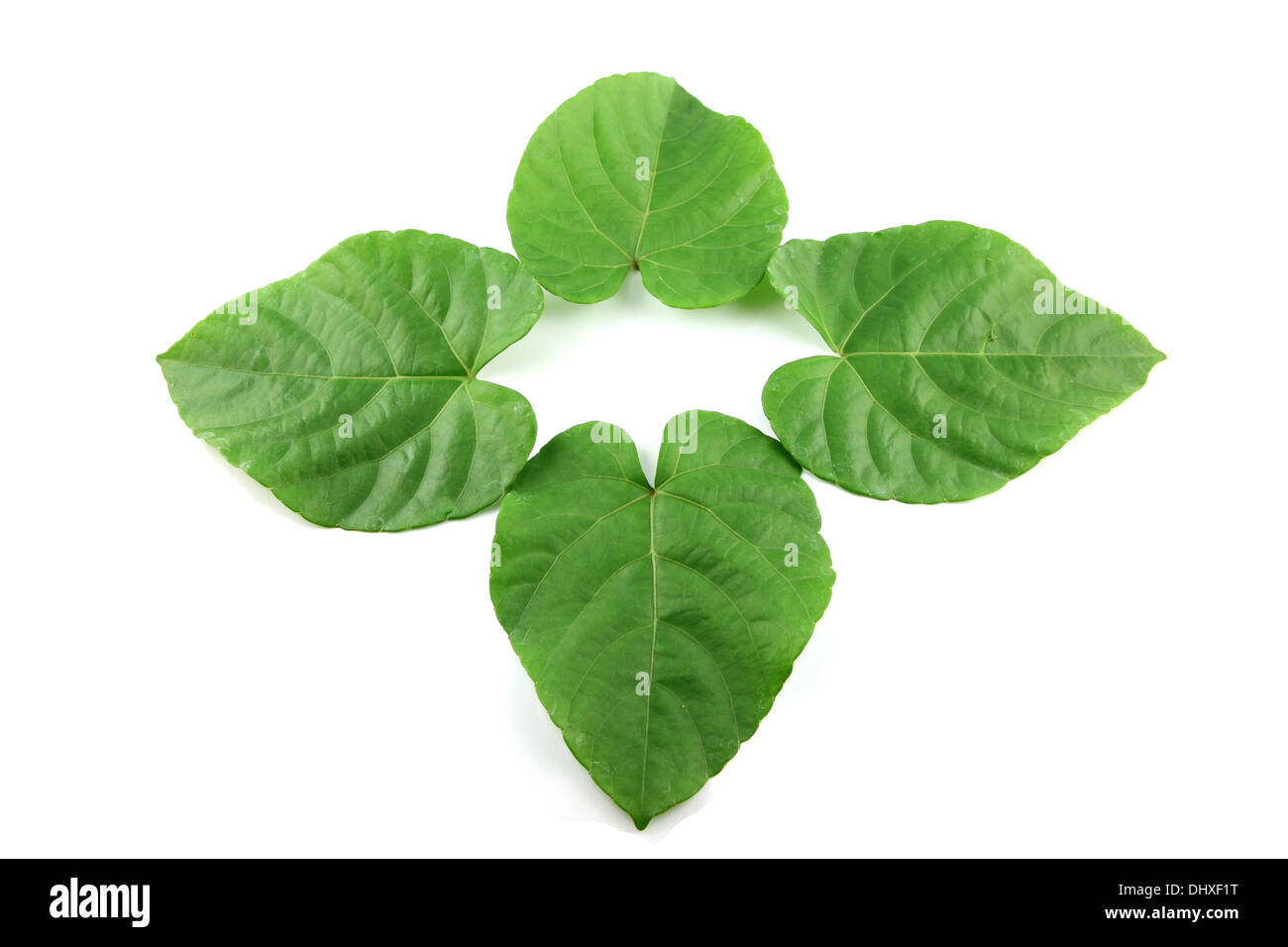 Green leaves shaped like heart on white background Stock Photo - Alamy