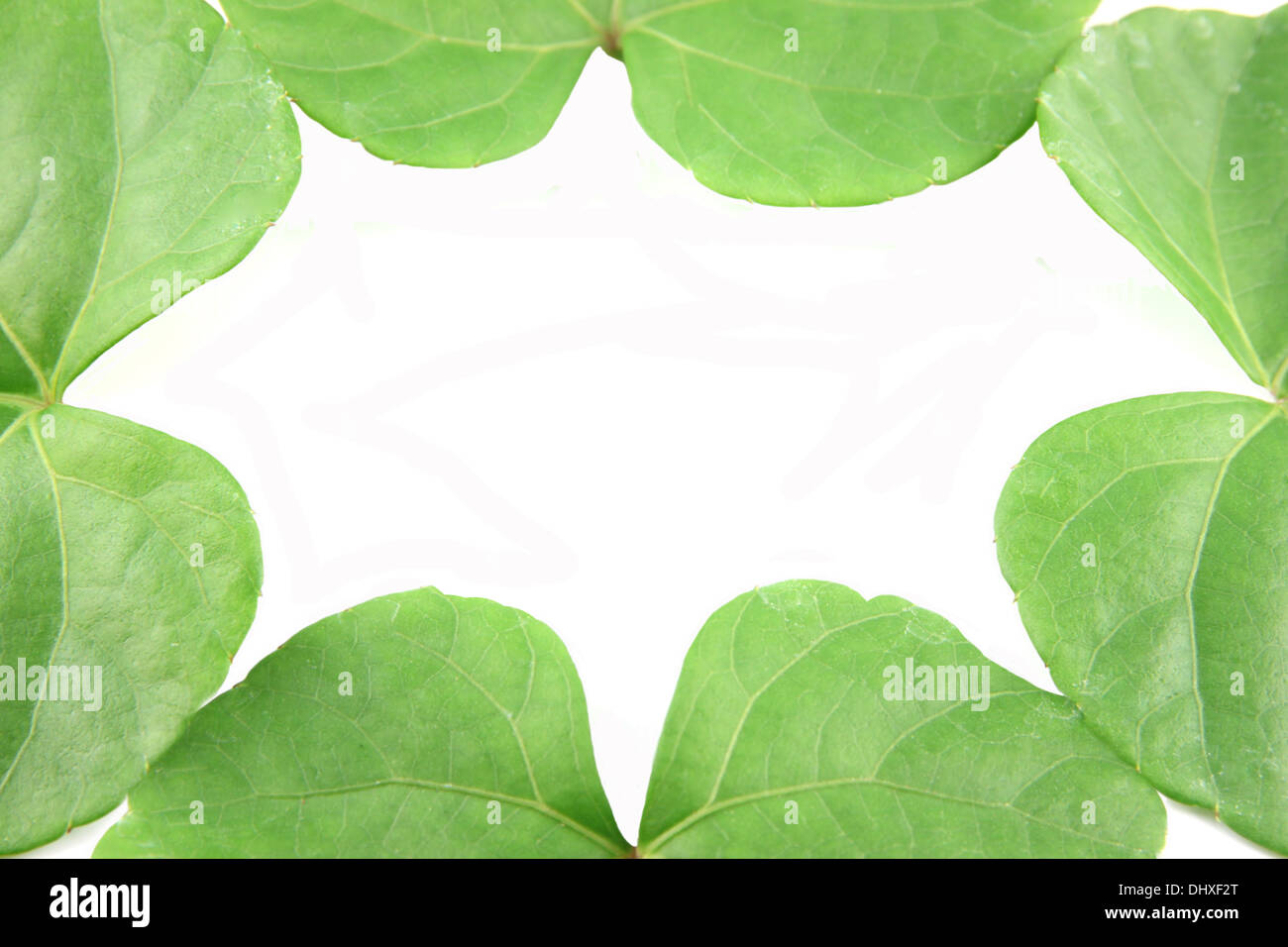 Green leaves shaped like heart on white background Stock Photo - Alamy