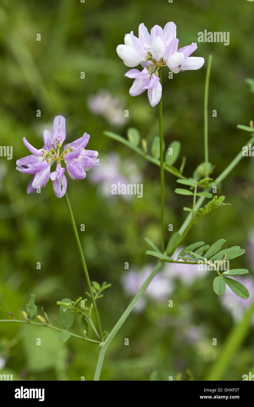 Purple Crown Vetch, Coronilla varia Stock Photo - Alamy