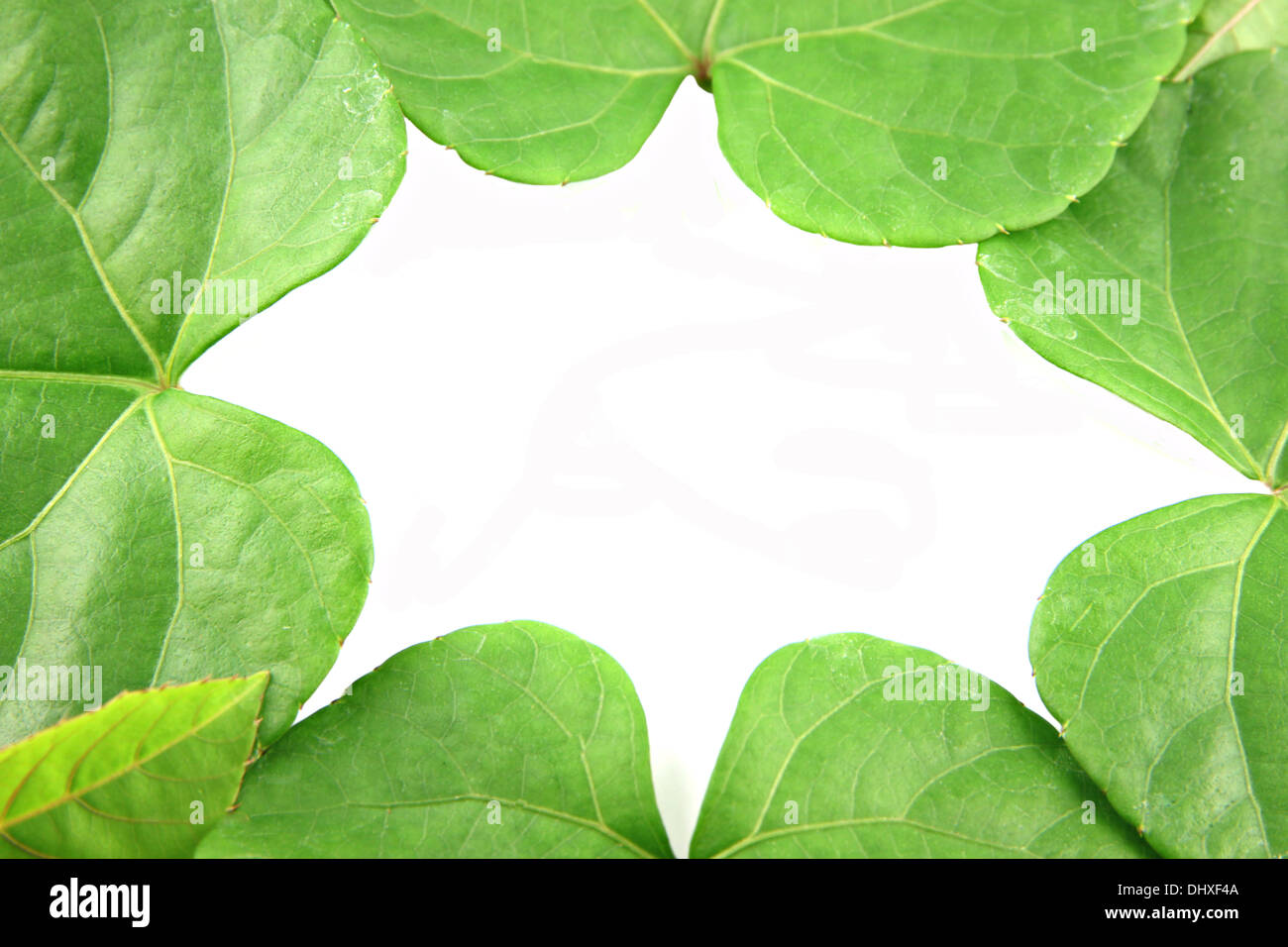 Green leaves shaped like heart on white background Stock Photo - Alamy