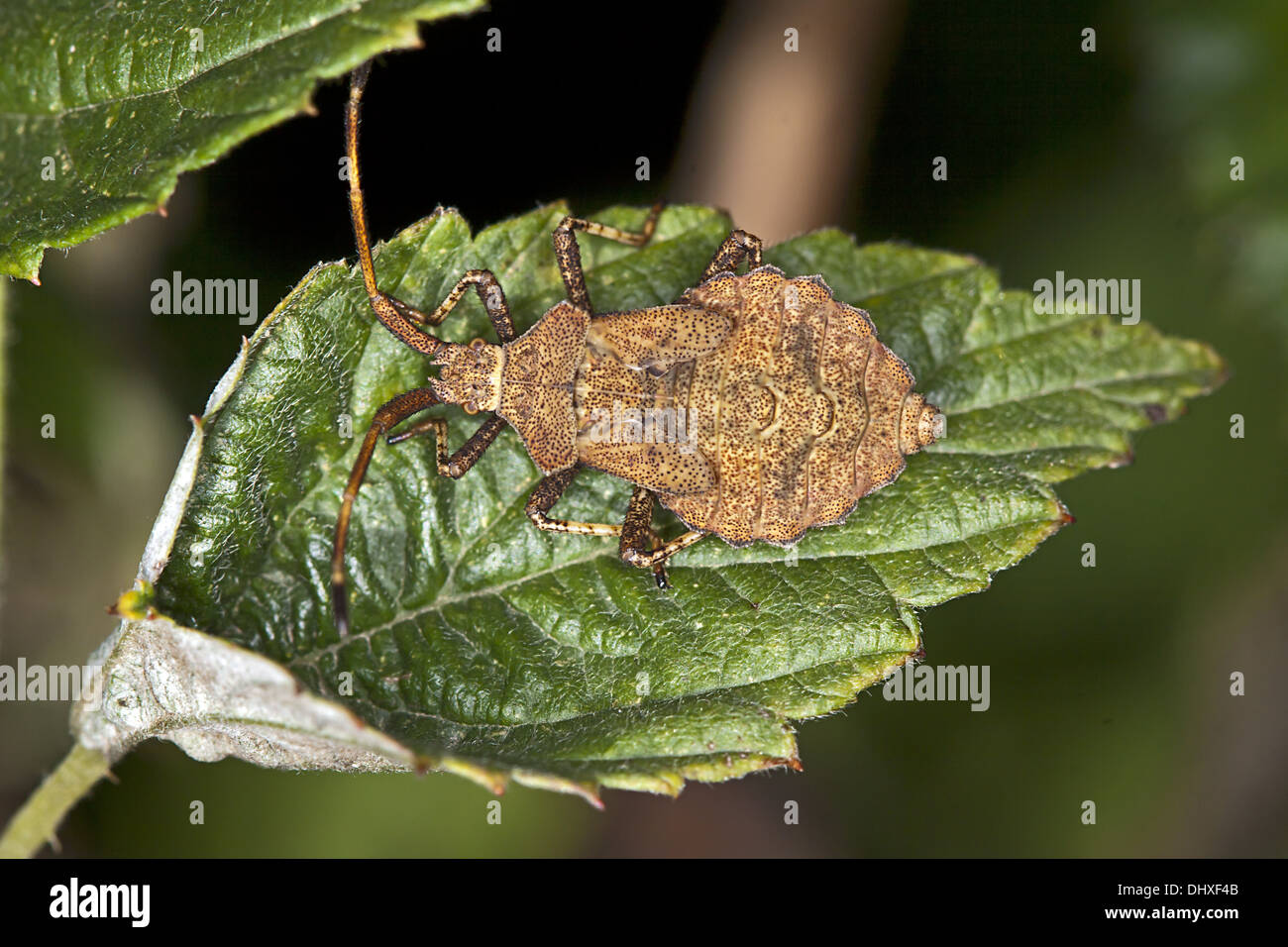 Squash Bug, Coreus marginatus Stock Photo