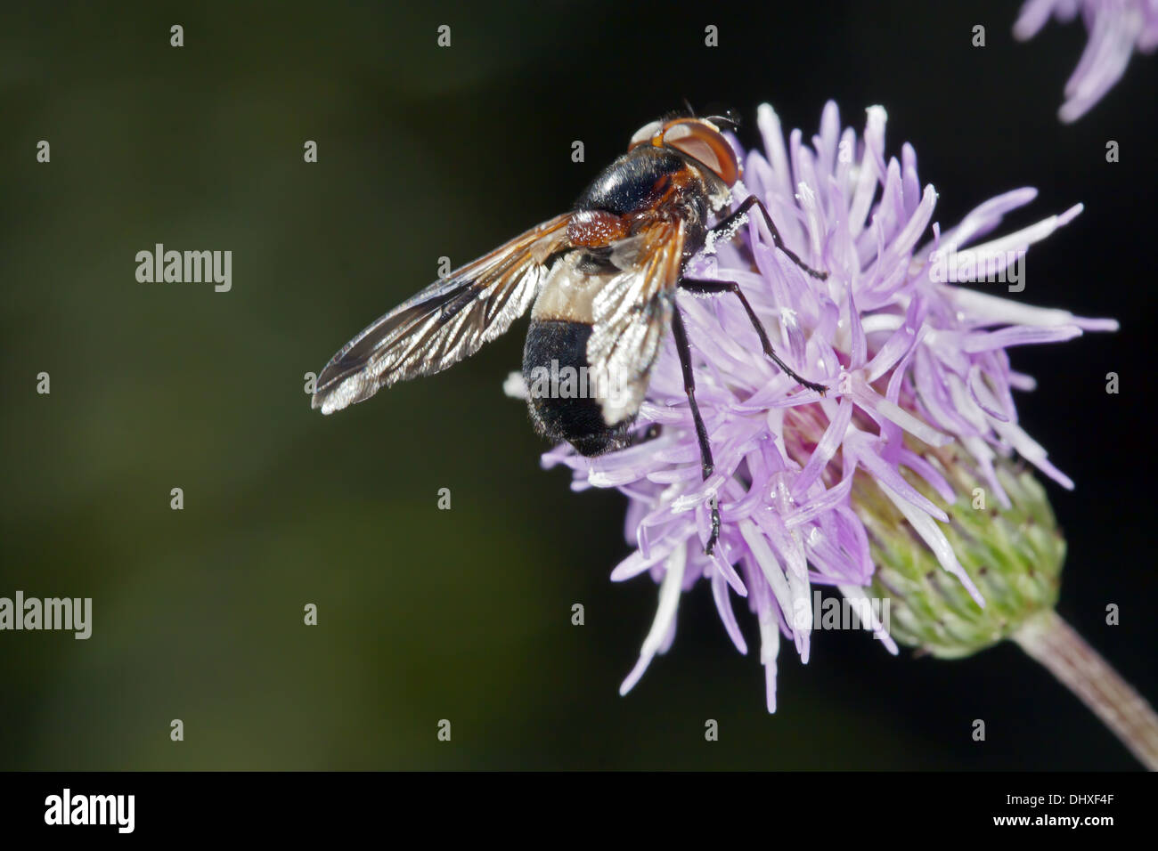 Leucozona lucorum, Hover Fly species Stock Photo