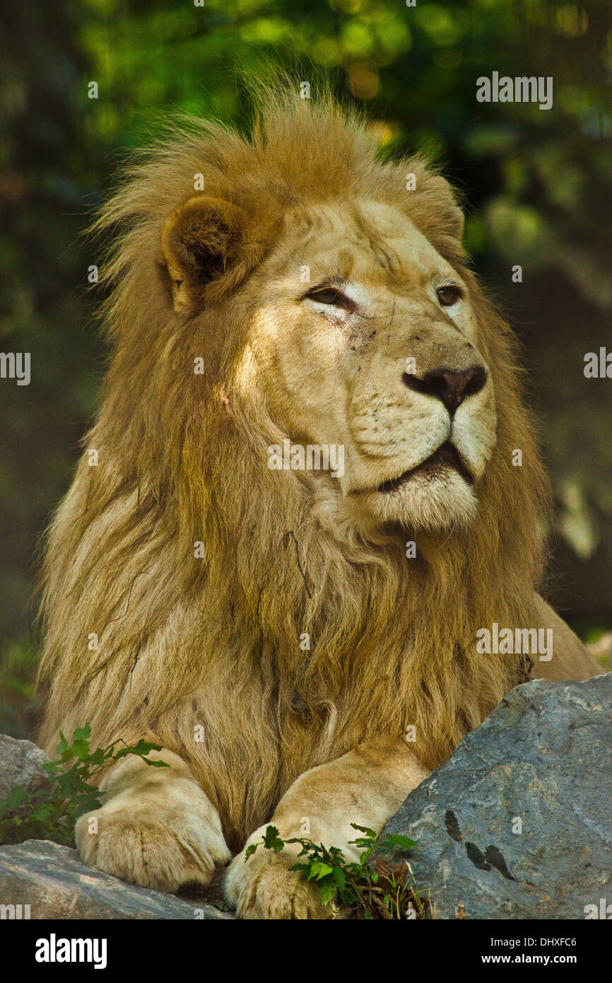 Transvaal lion (Panthera leo krugeri) Stock Photo