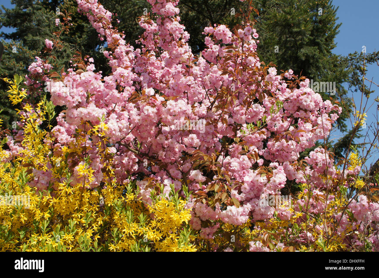Flowering cherry Stock Photo