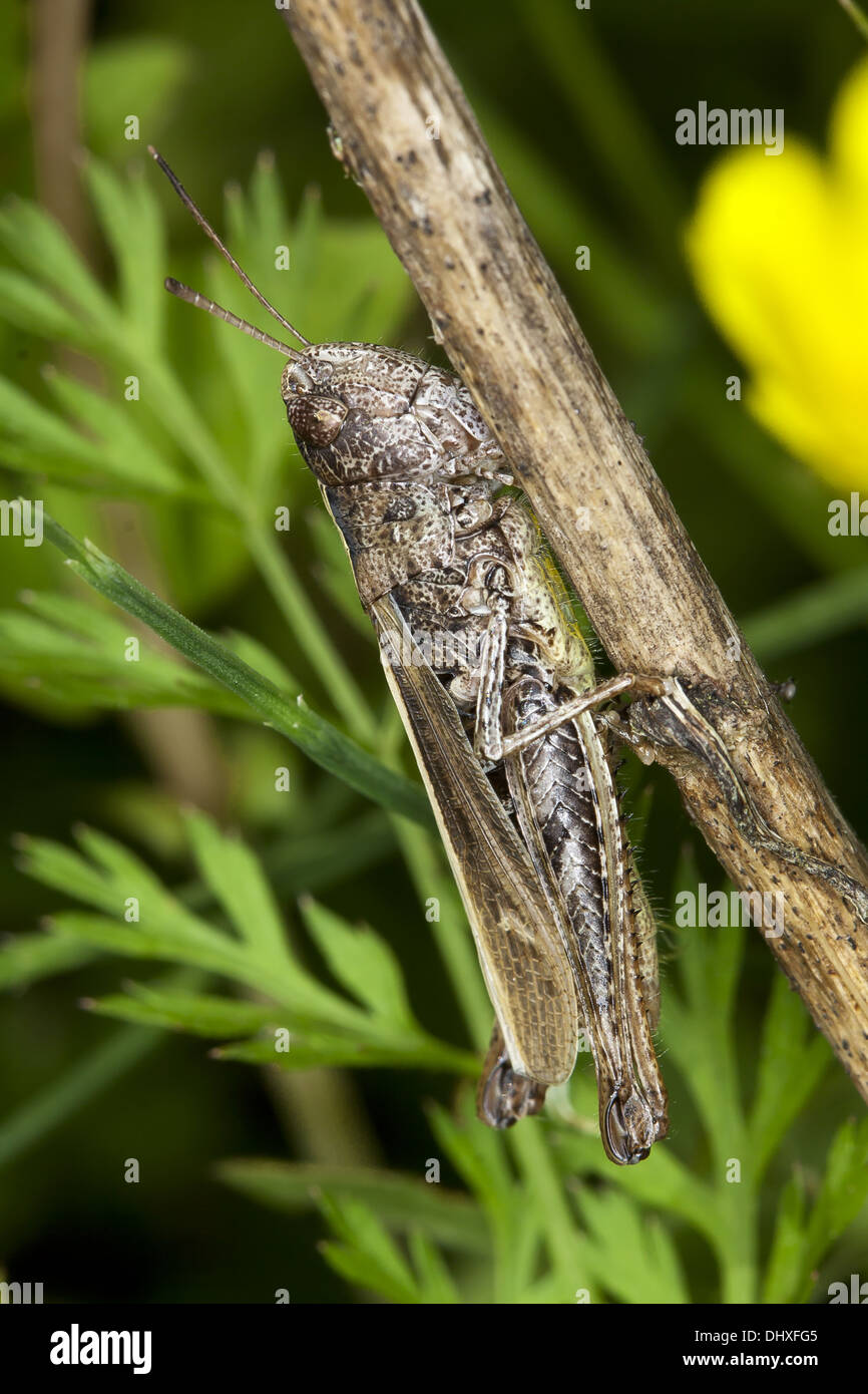 Chorthippus dorsatus, Steppe Grasshopper Stock Photo