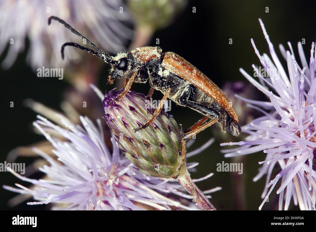 Leptura rubra, Long-horn beetle Stock Photo